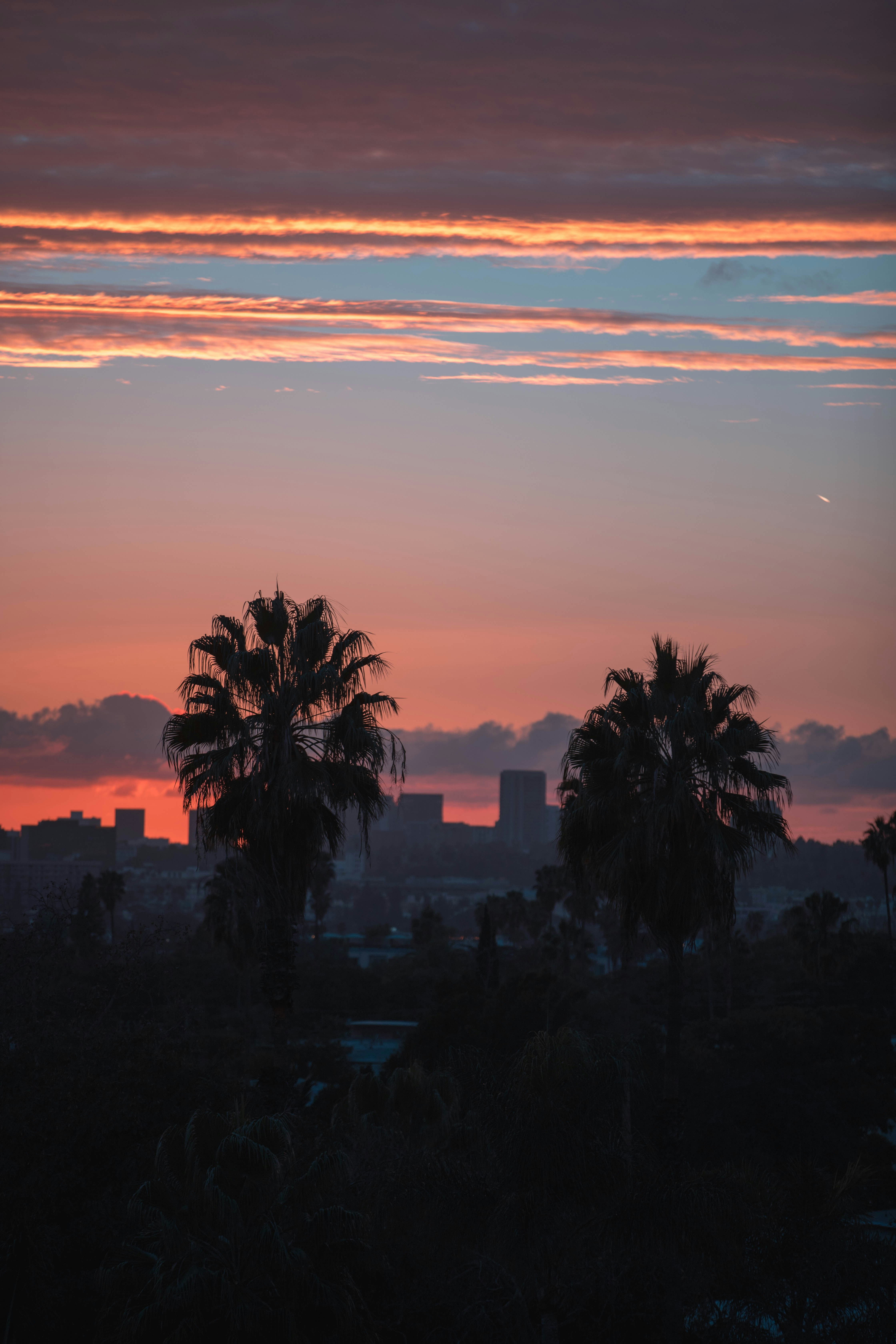 City Sunset With Palm Tree Silhouettes