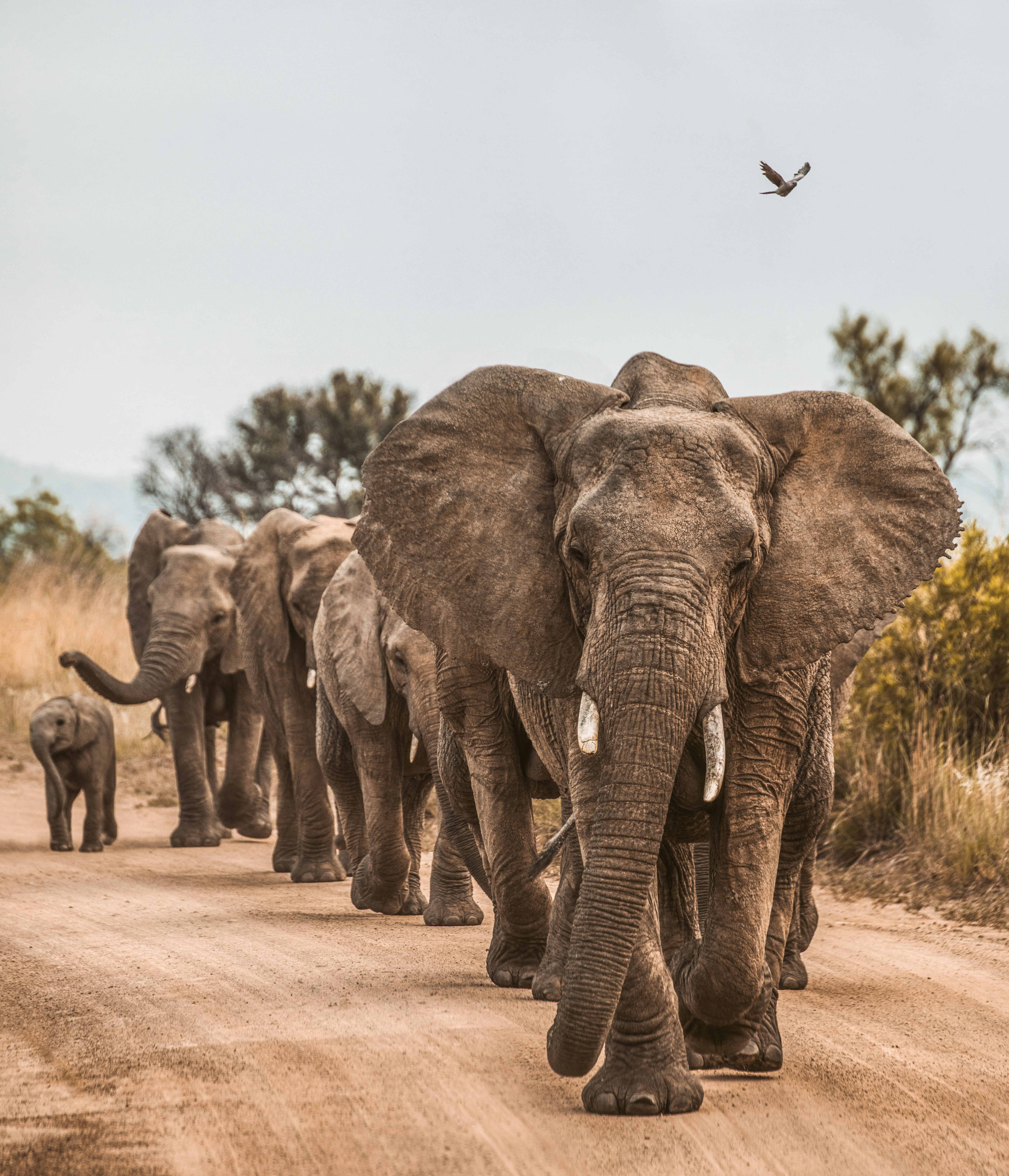 Elephant Herd Walking on Savanna Dirt Road
