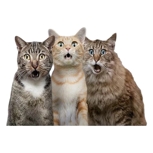 Three Shocked Open-Mouthed Cats