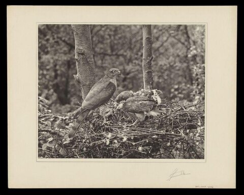 Sparrowhawks at Nest in Woodland