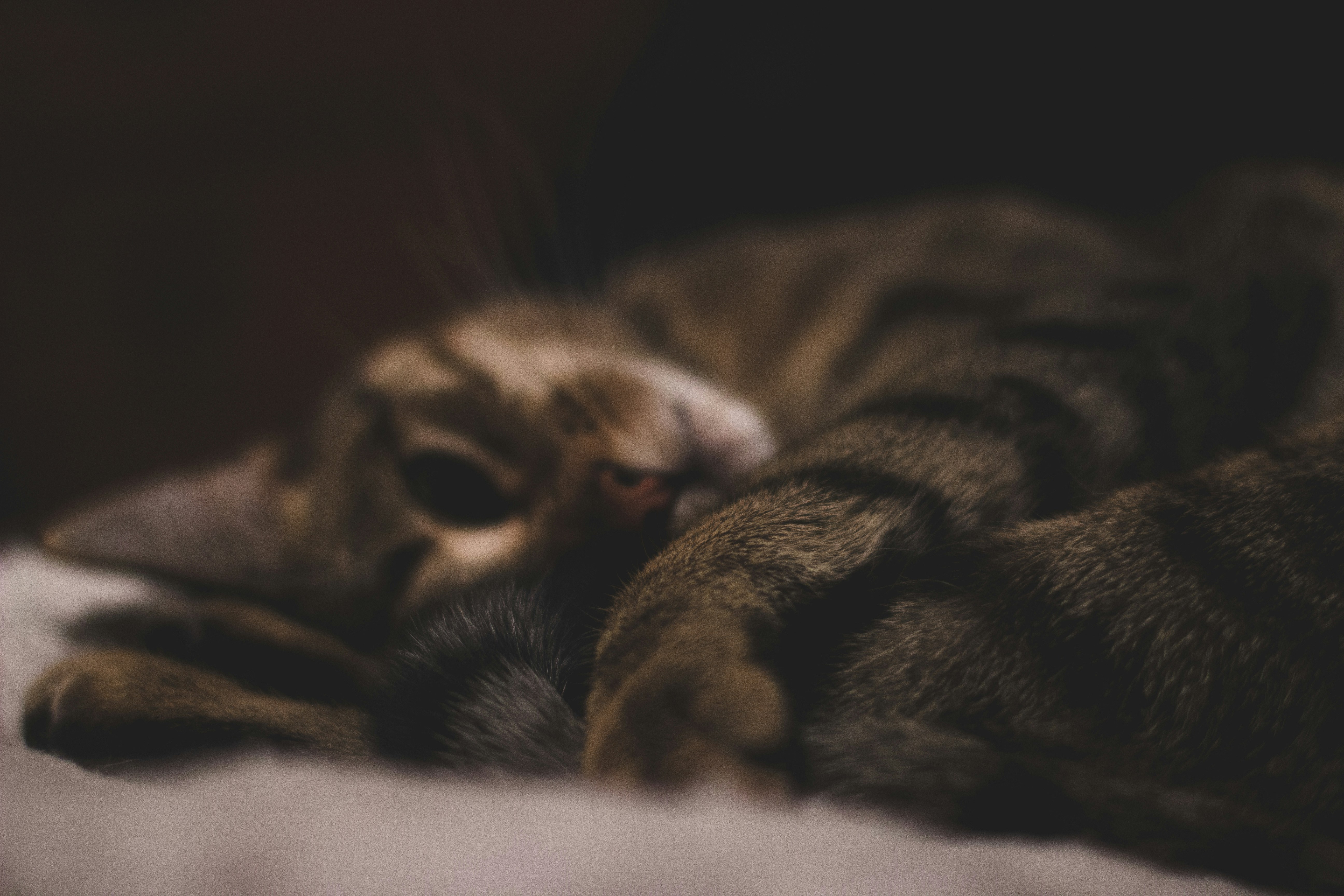 Sleeping Tabby Cat