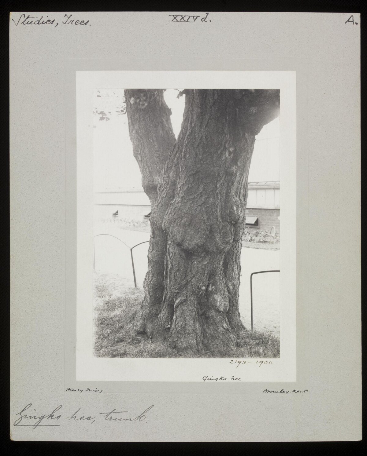 Ginkgo Tree Trunk Botanical Study