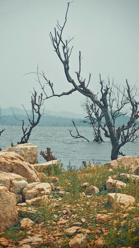 Dead Trees on Misty Rocky Lakeshore