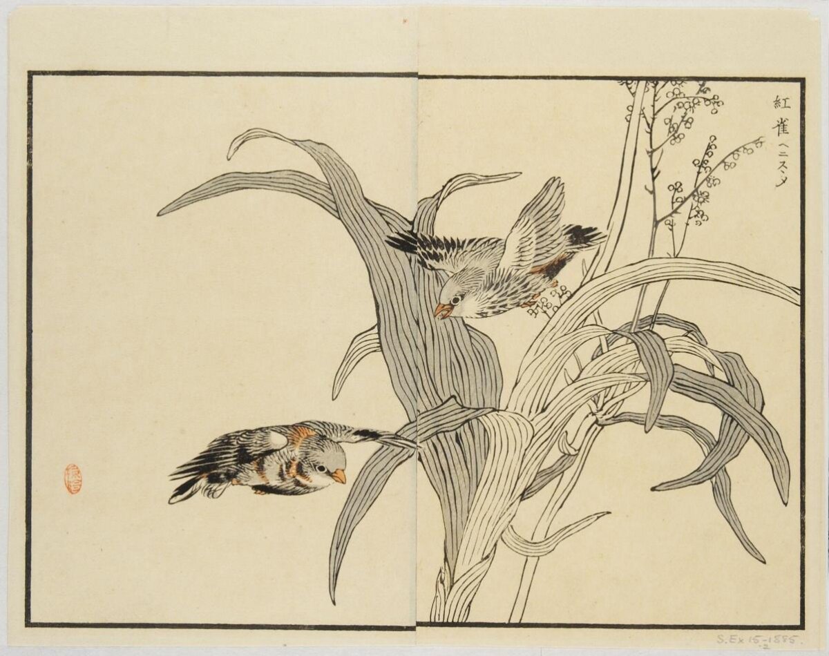 Two Red Sparrows Among Grasses