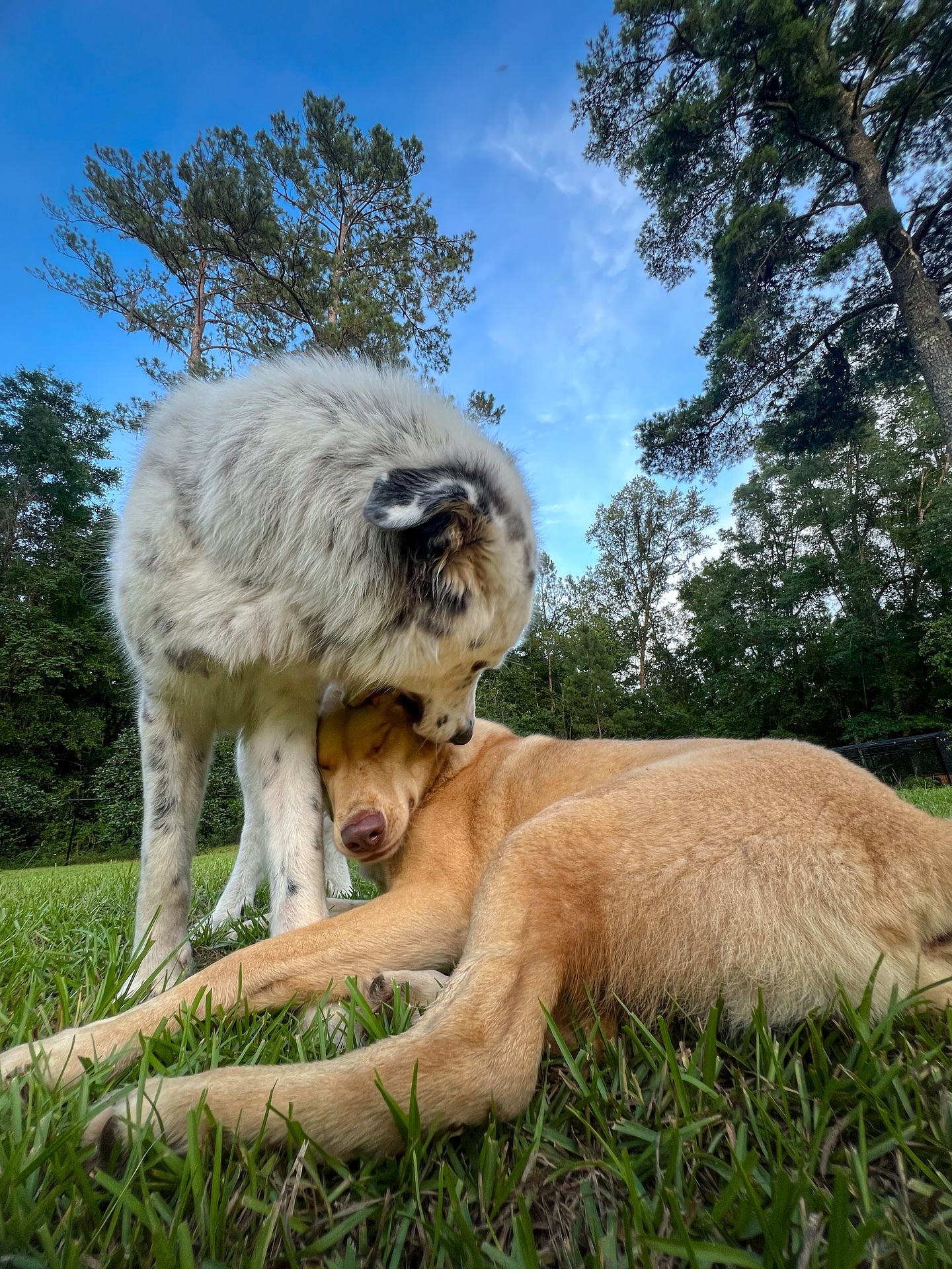 Two Dogs Cuddling On Grass