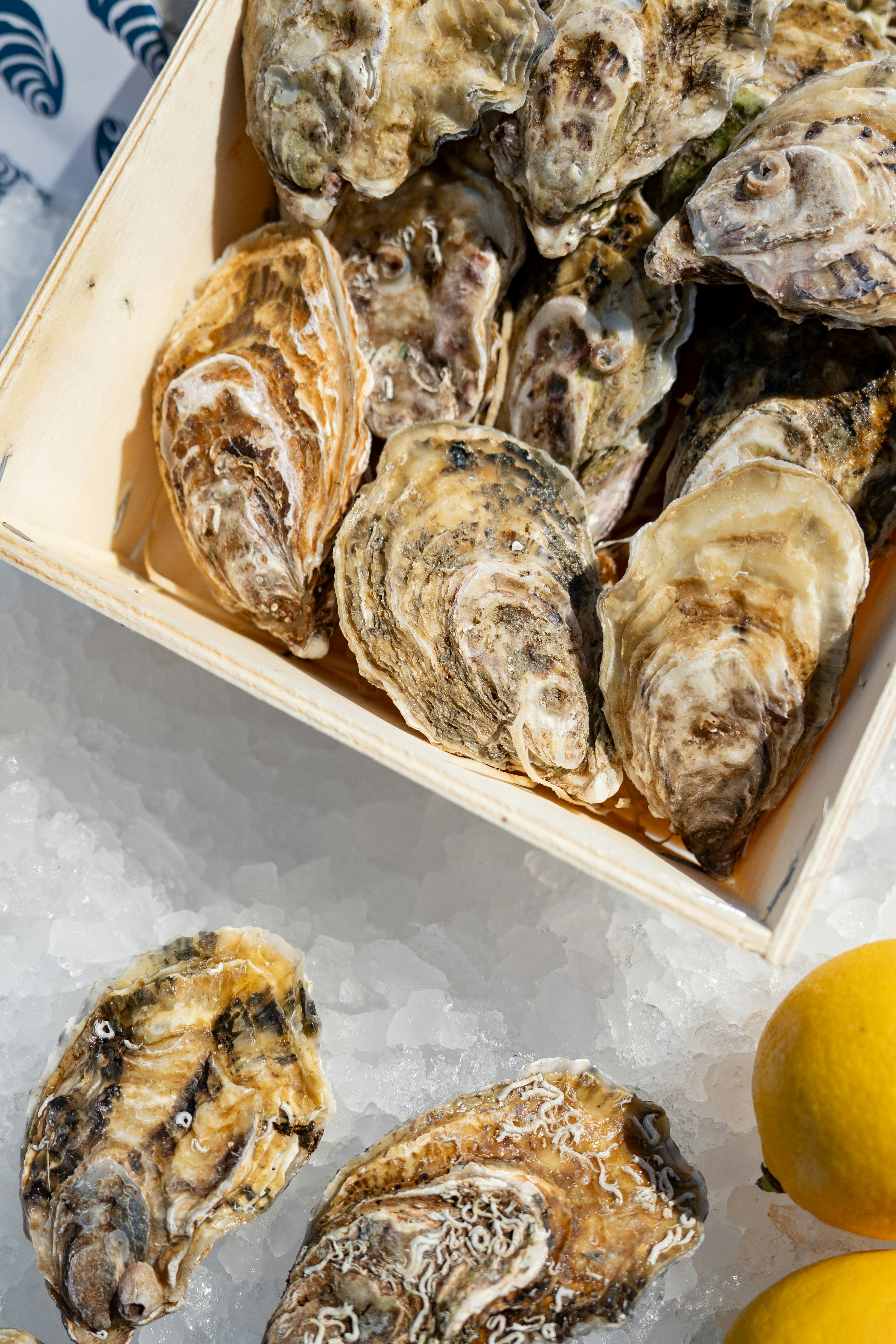 Fresh Oysters on Crushed Ice