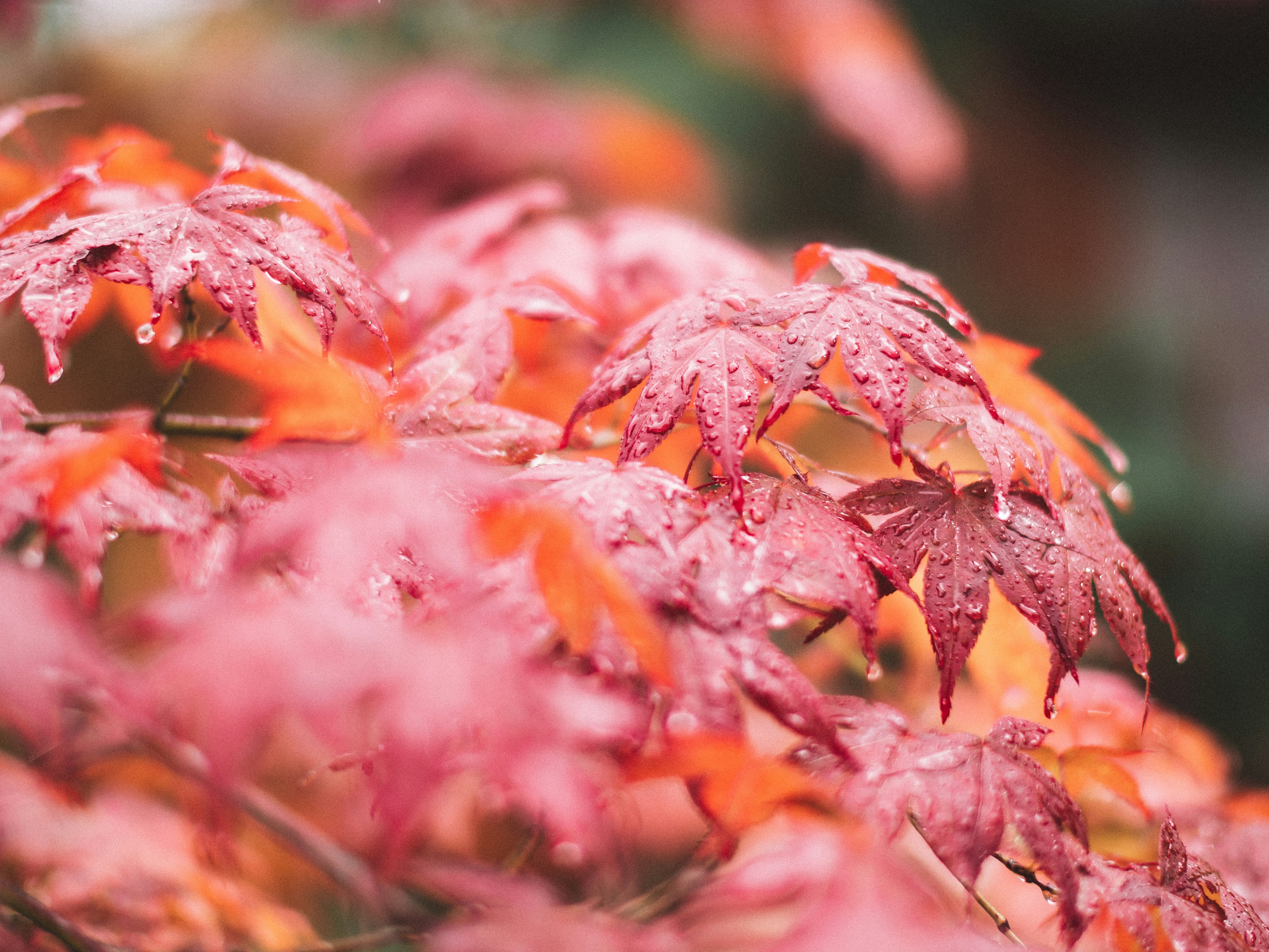 Raindrops on Red Maple Leaves