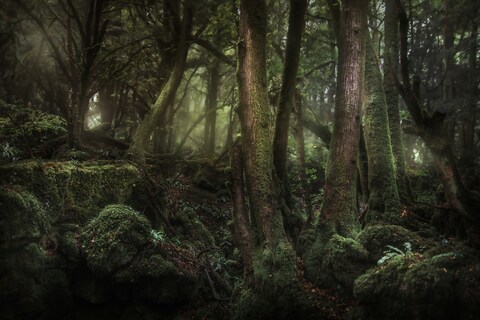 Sunlit Mossy Ancient Forest