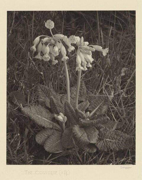 Cowslip Close-up Photograph
