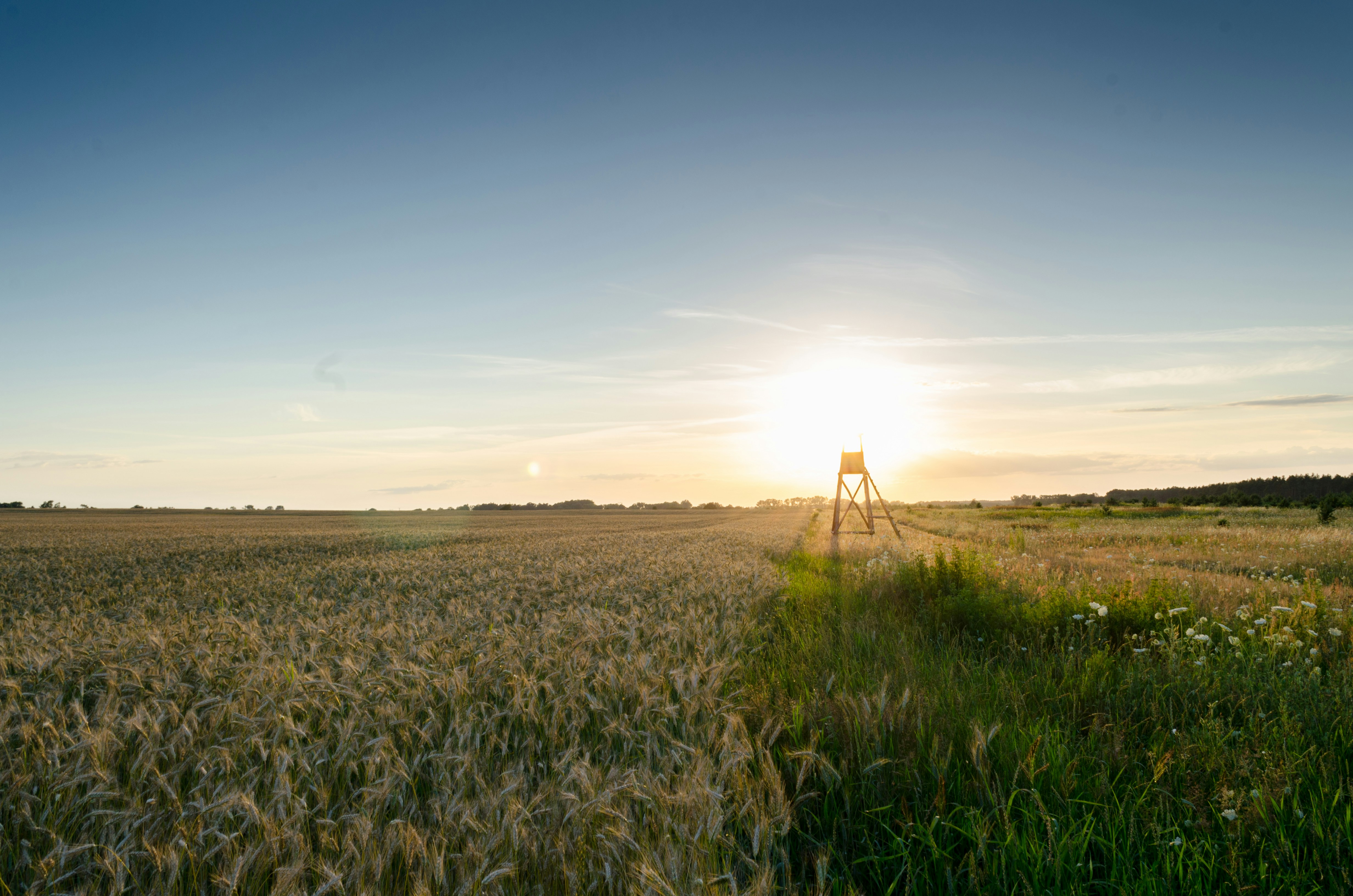 Sunset Over Wheat Field