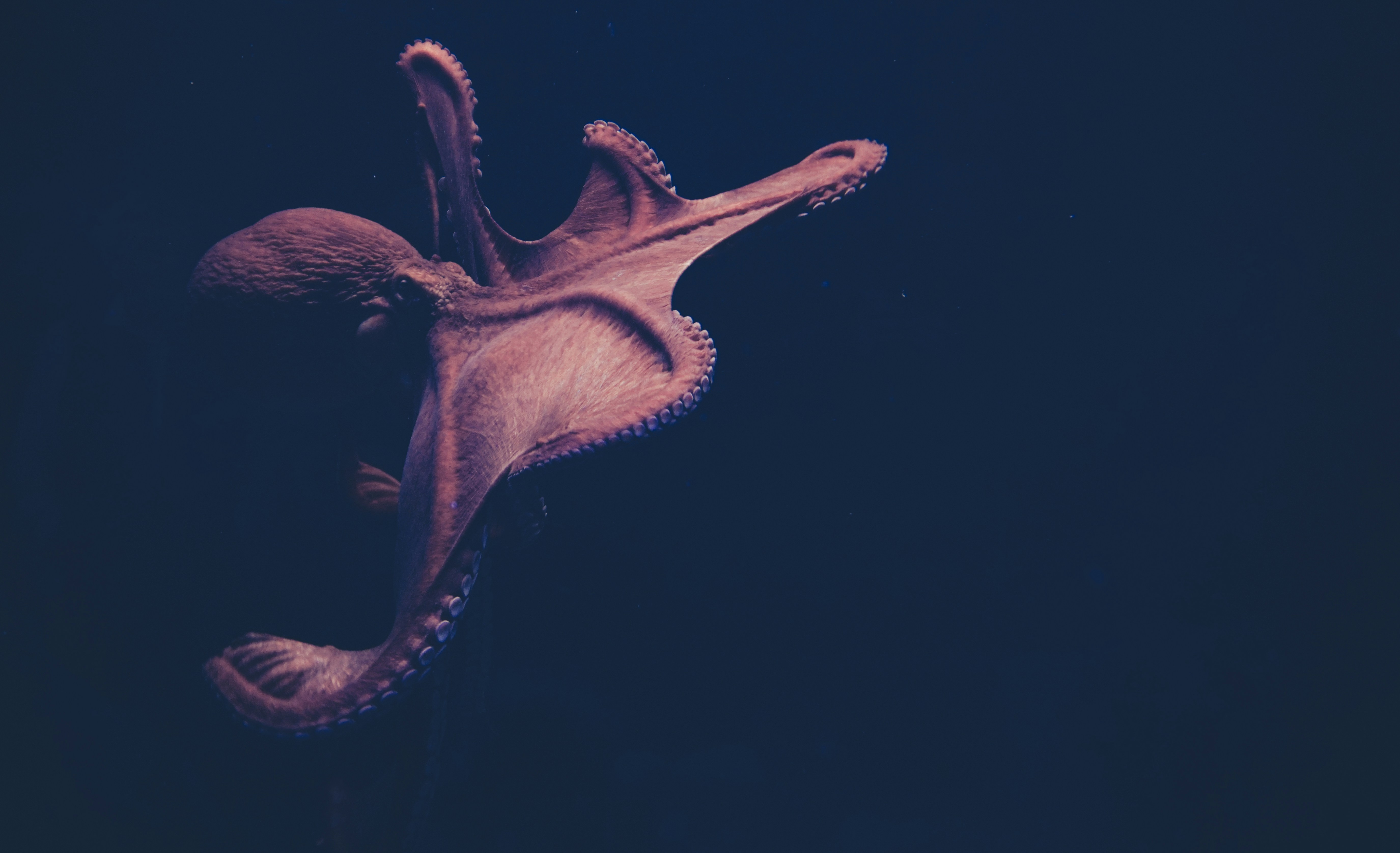 Octopus Swimming in Deep Sea