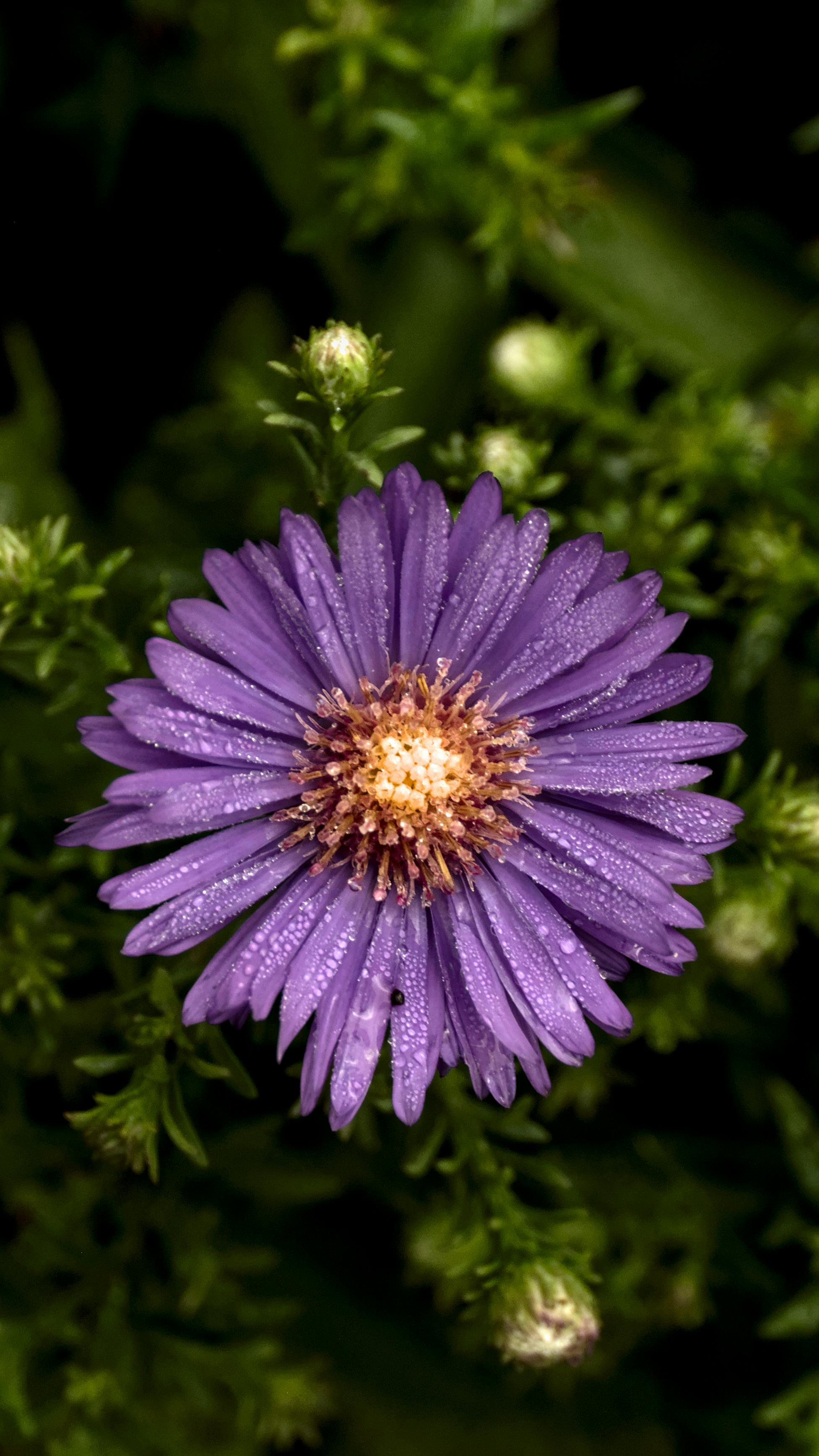 Purple Aster Flower with Dew Drops