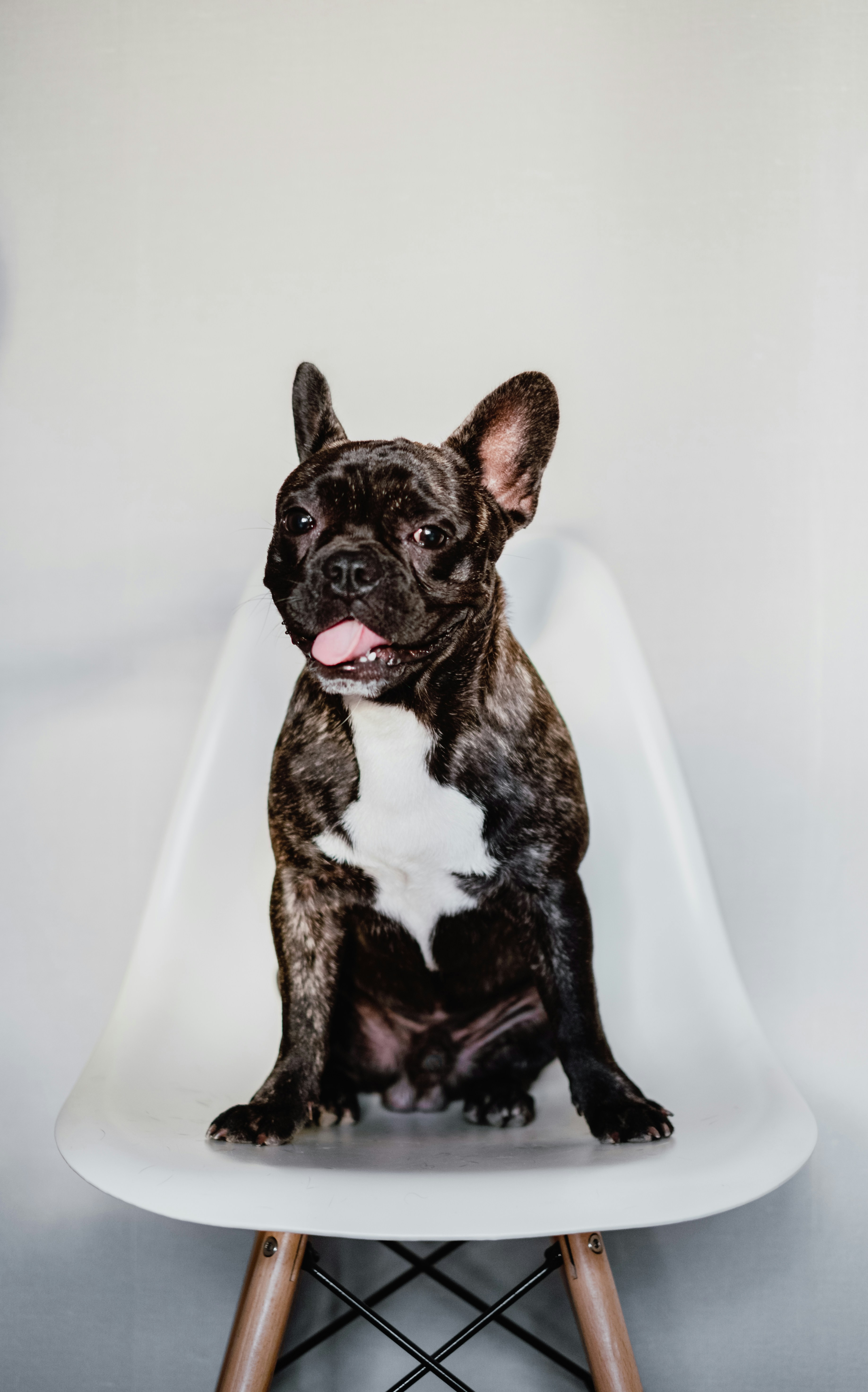 Brindle French Bulldog on White Chair