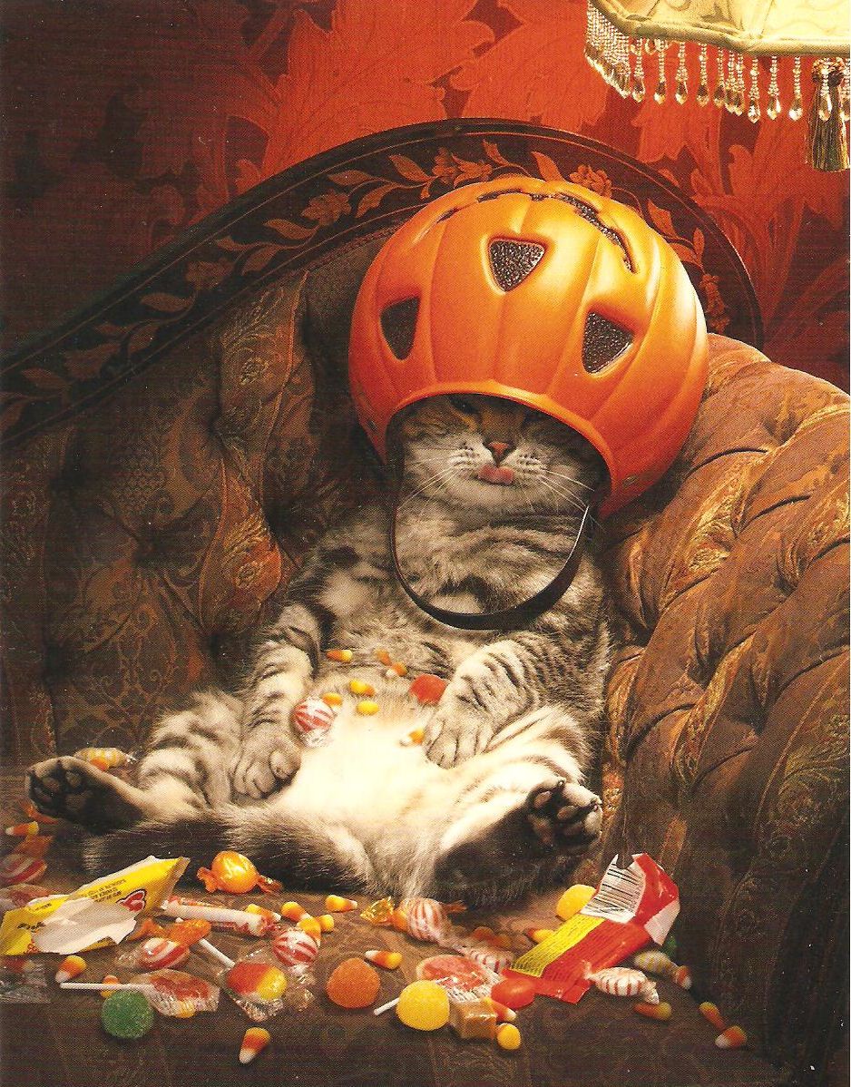 Image 71216 — Pets
