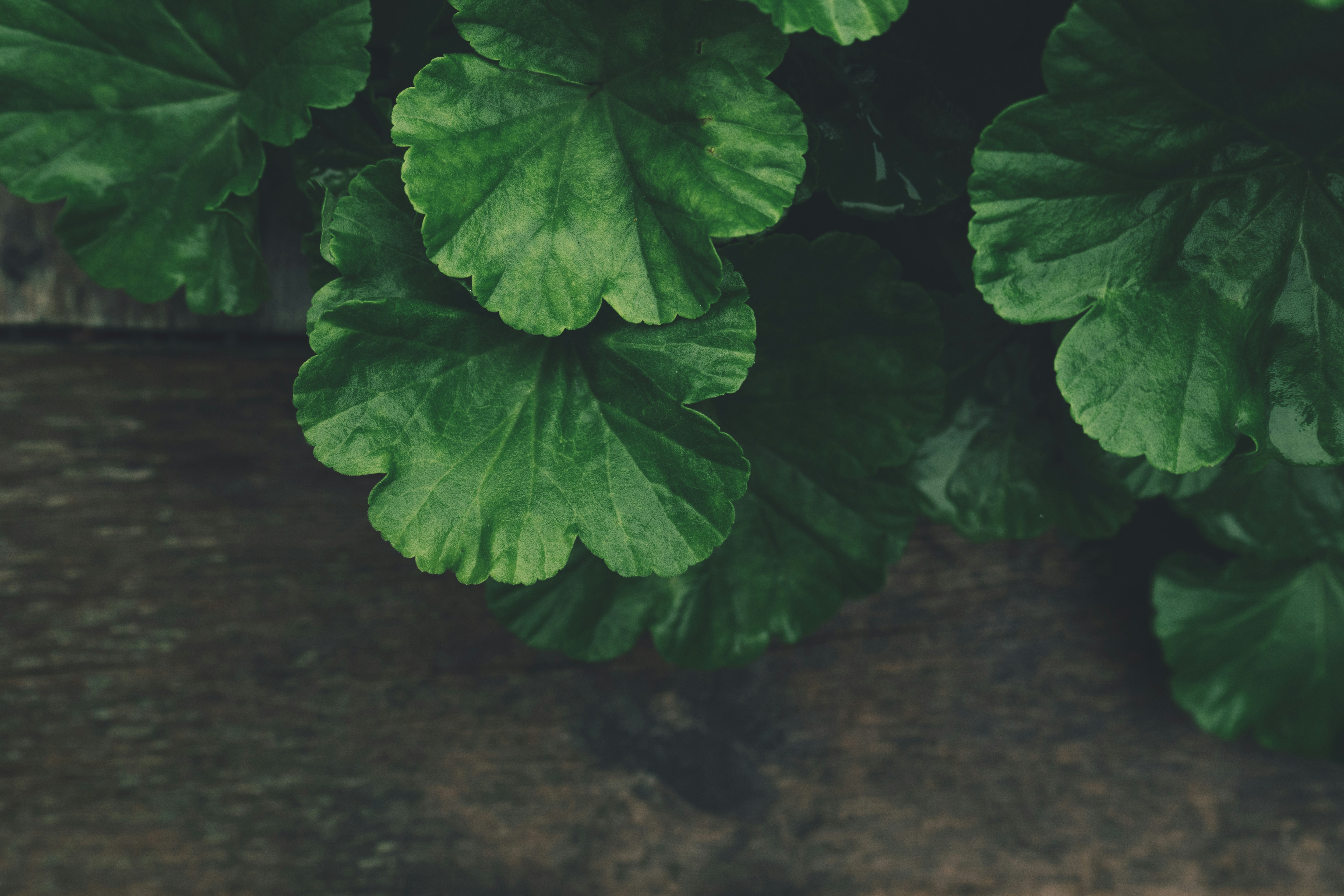 Green Leaves on Dark Rustic Wood