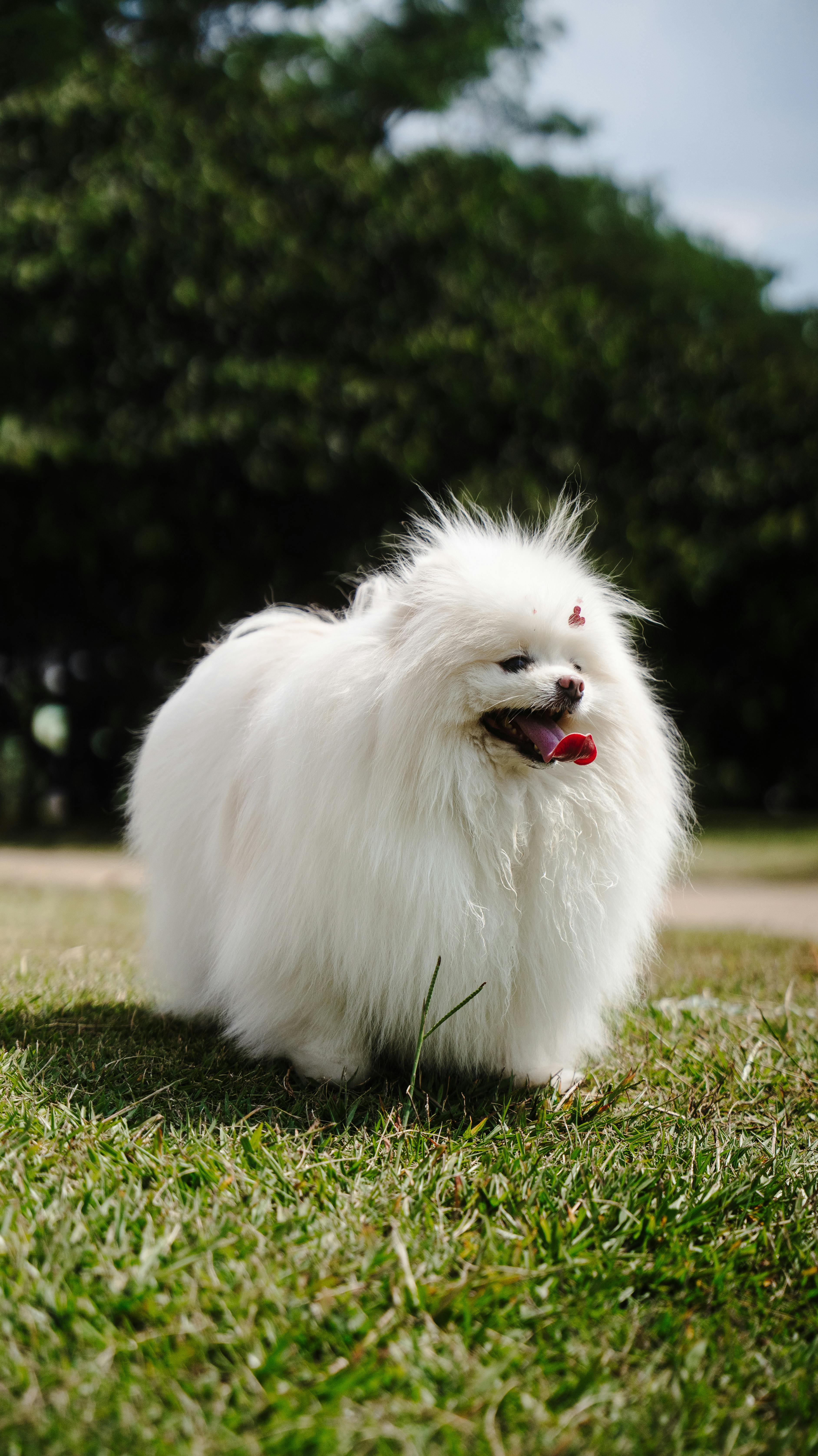 White Pomeranian on Green Grass