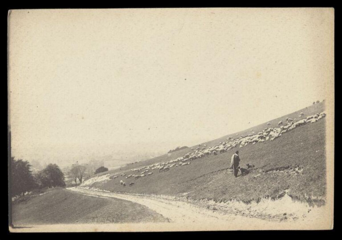 Shepherd Grazing Sheep on Hillside