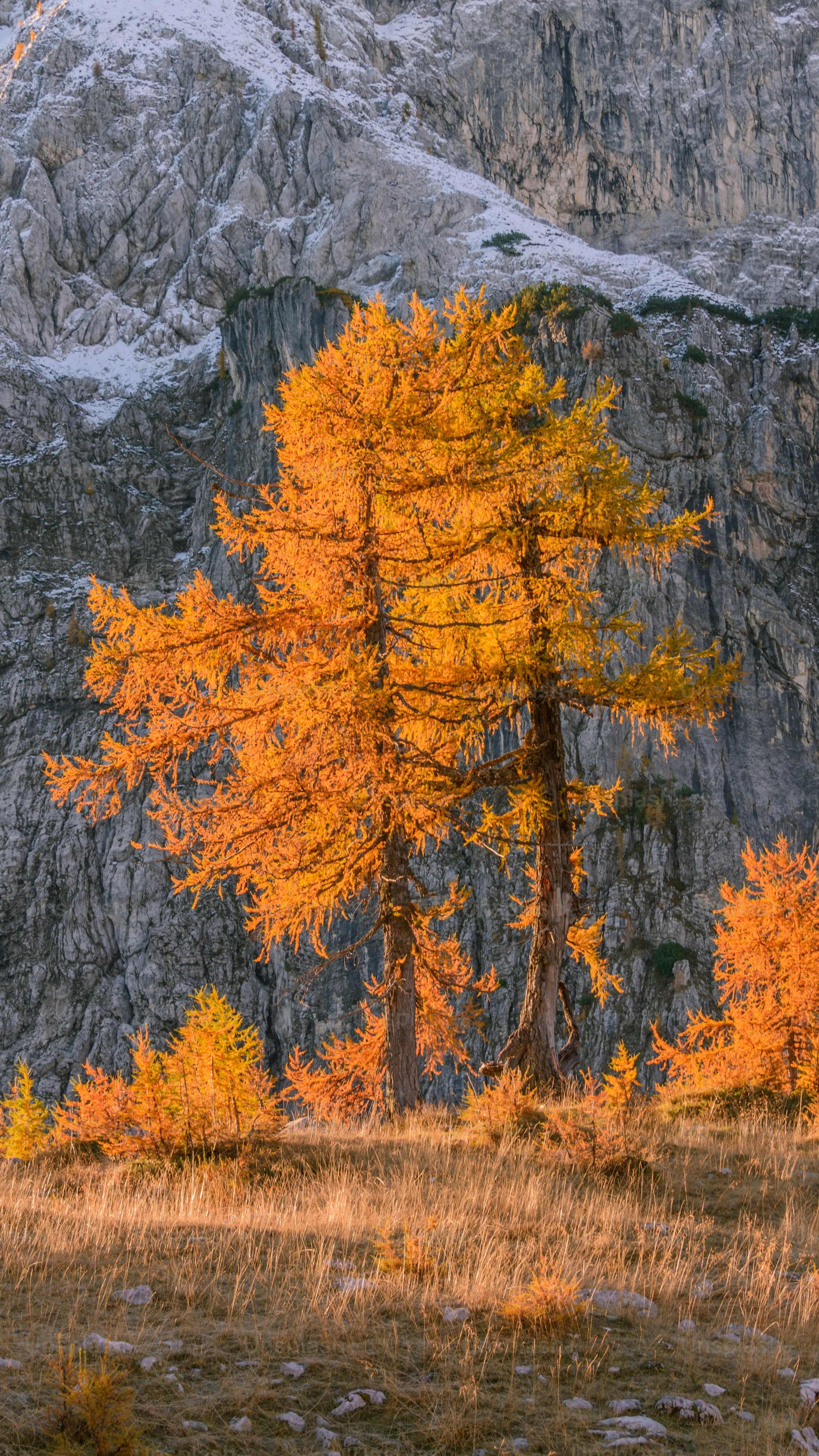 Golden Autumn Larches by Rocky Mountain