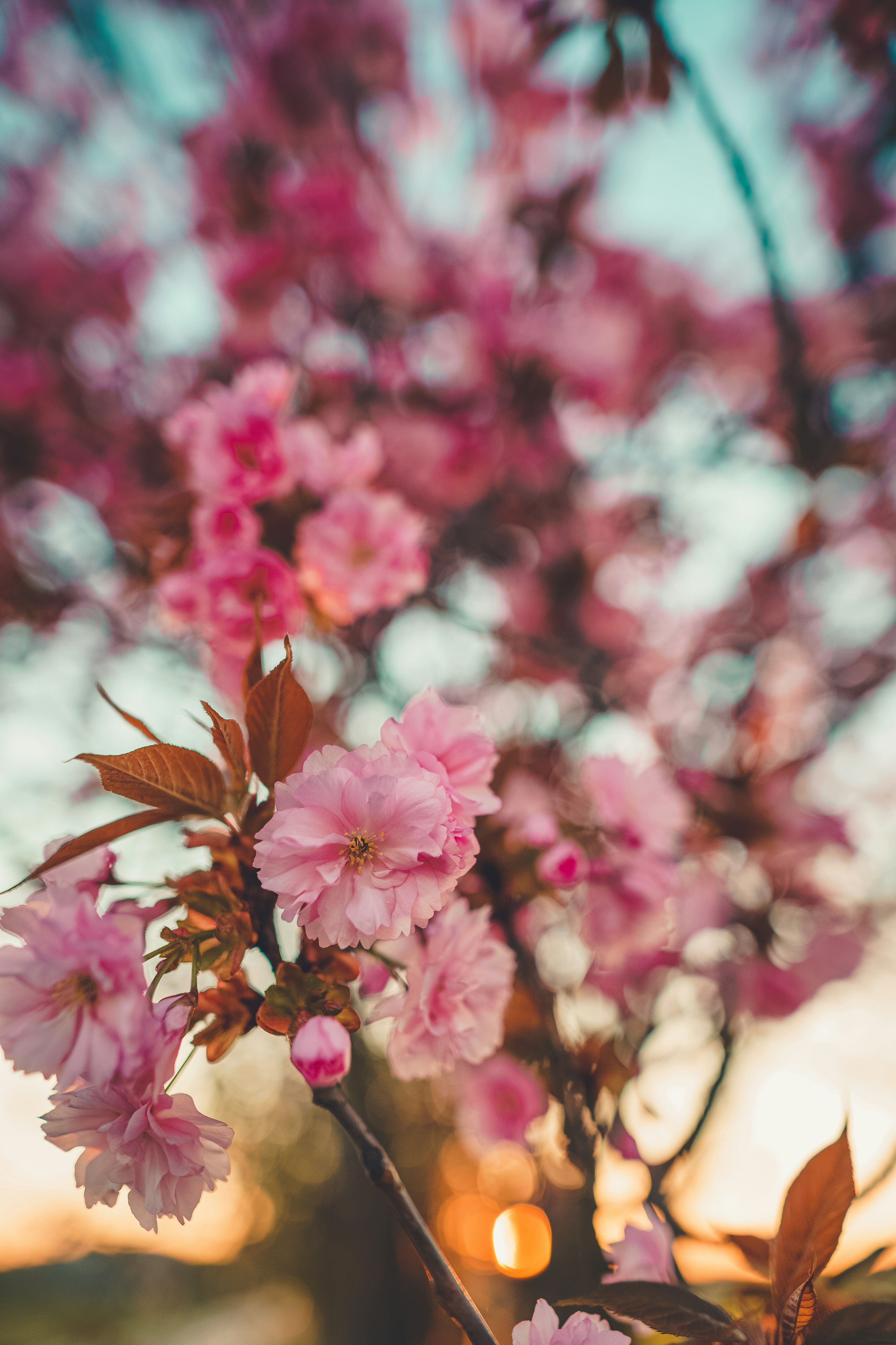 Pink Cherry Blossoms at Sunset