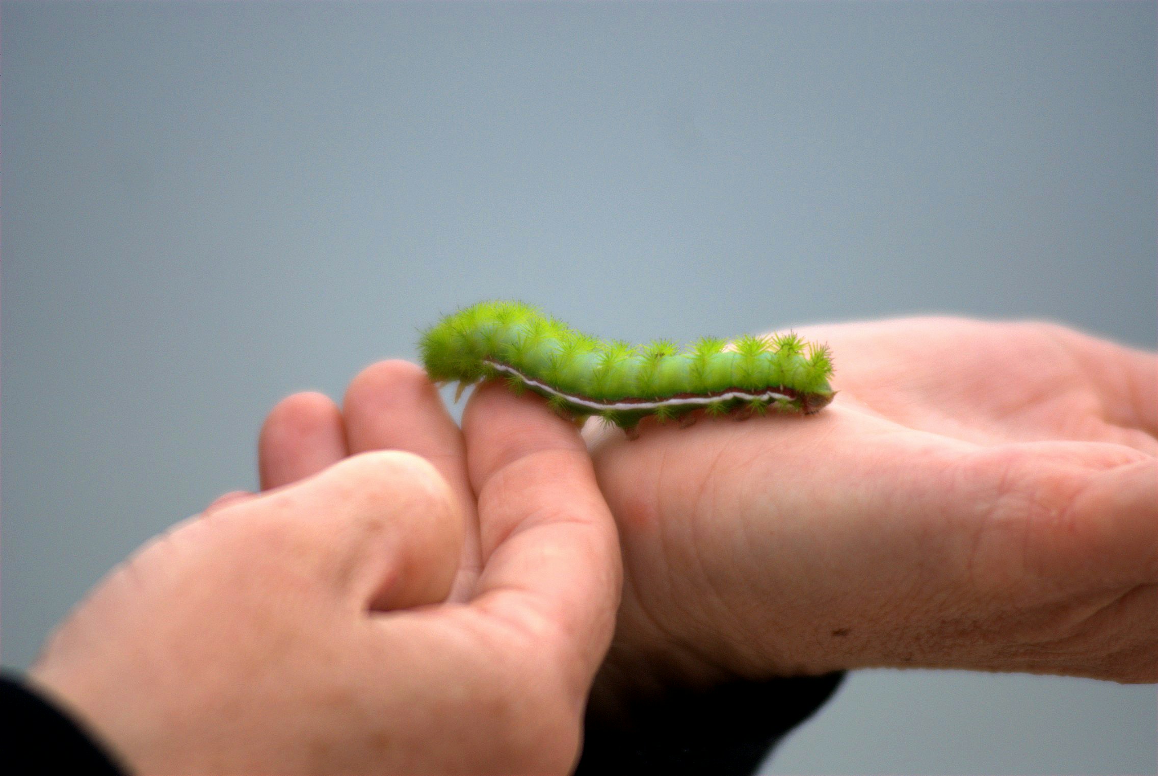 Green Caterpillar on Human Hands