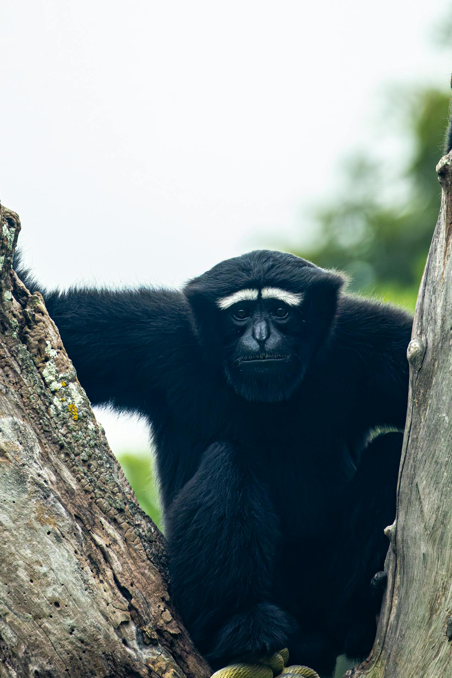 Black Gibbon Between Tree Trunks