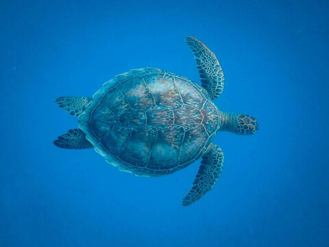 Green Sea Turtle in Blue Water
