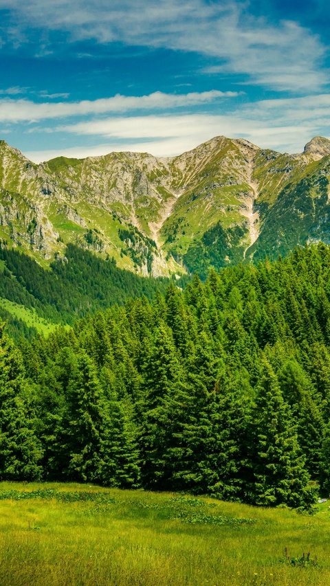 Alpine Mountain Forest Landscape