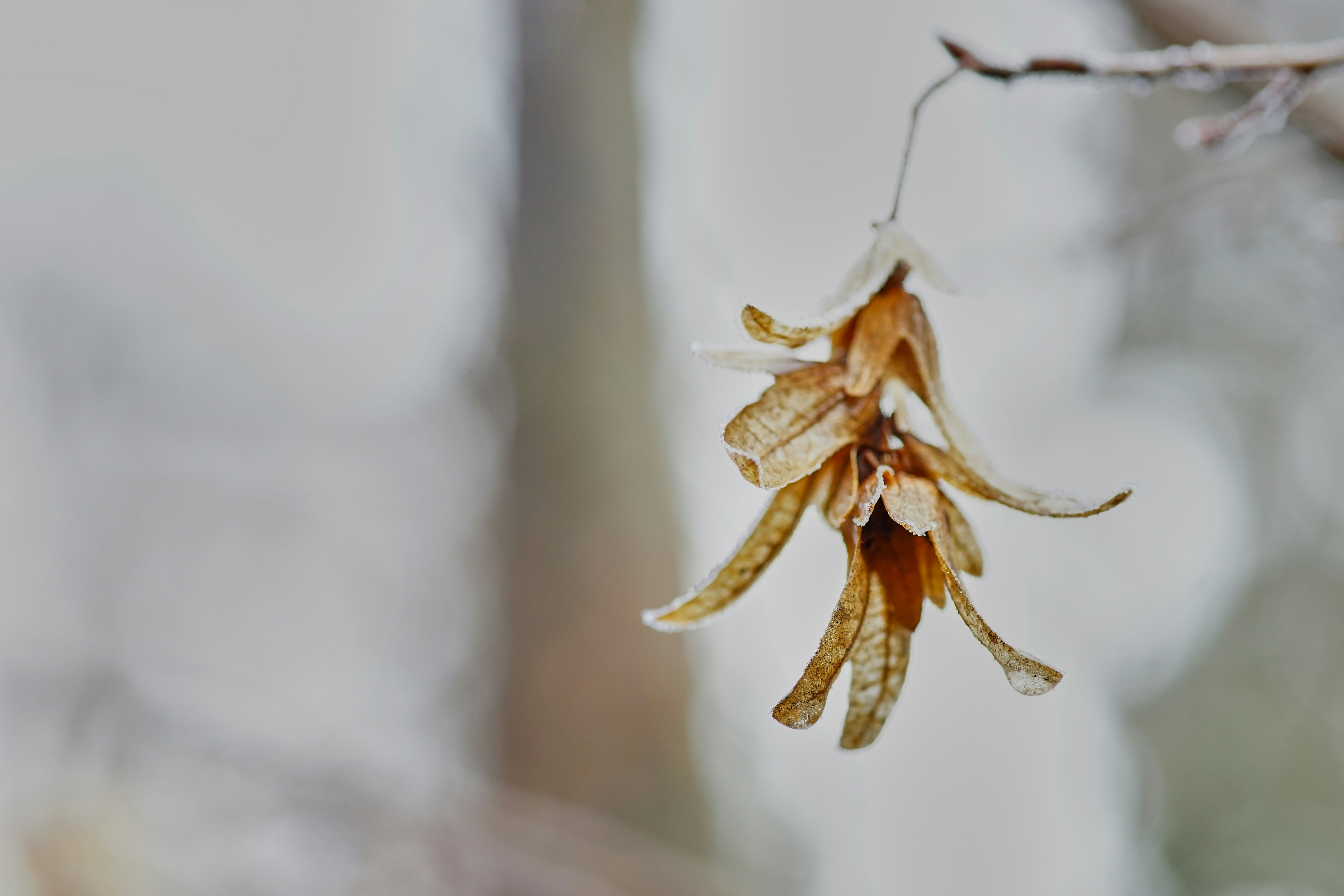 Frosted Dried Seed Pods on Winter Branch