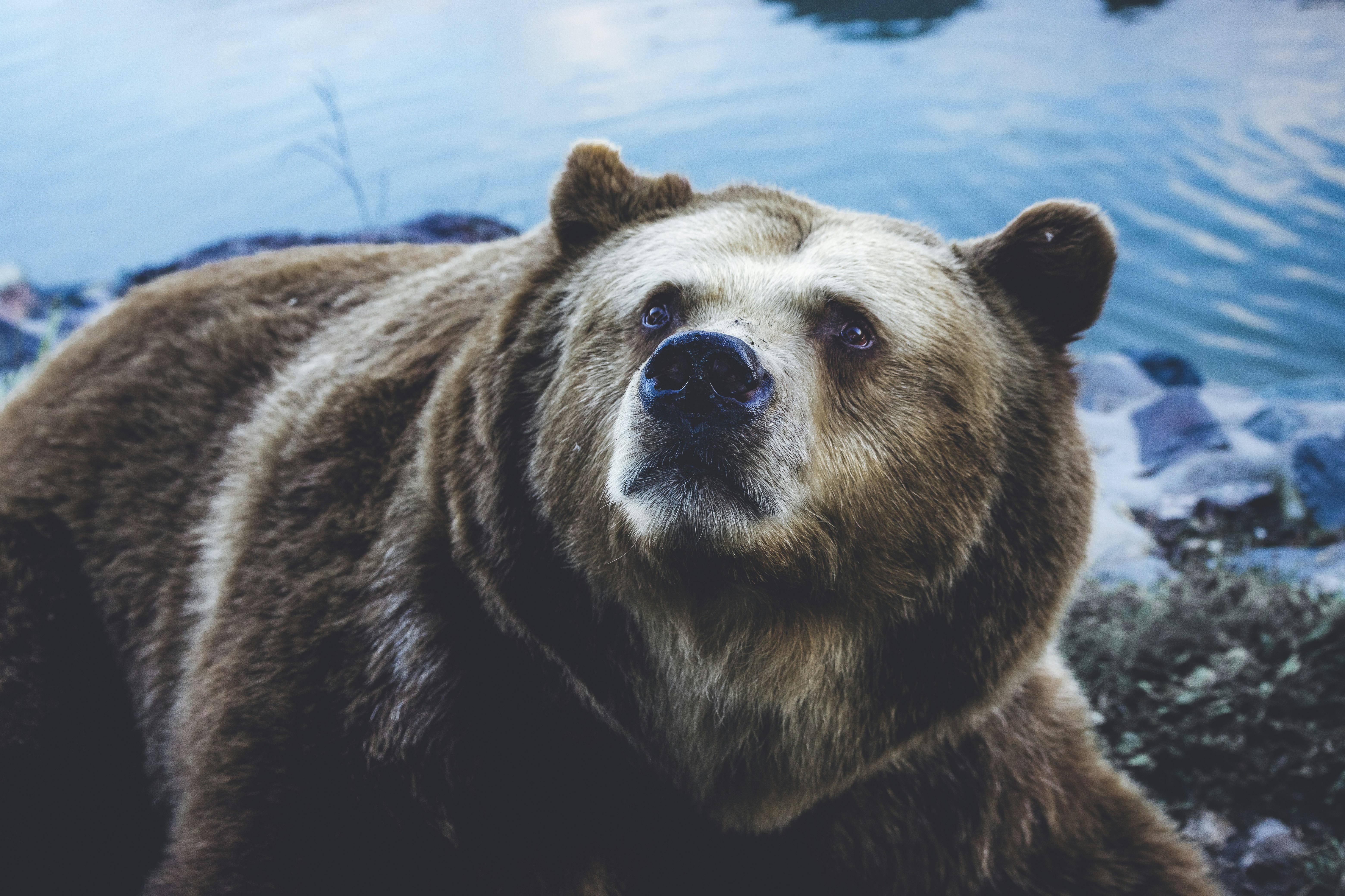 Brown Bear By The Water