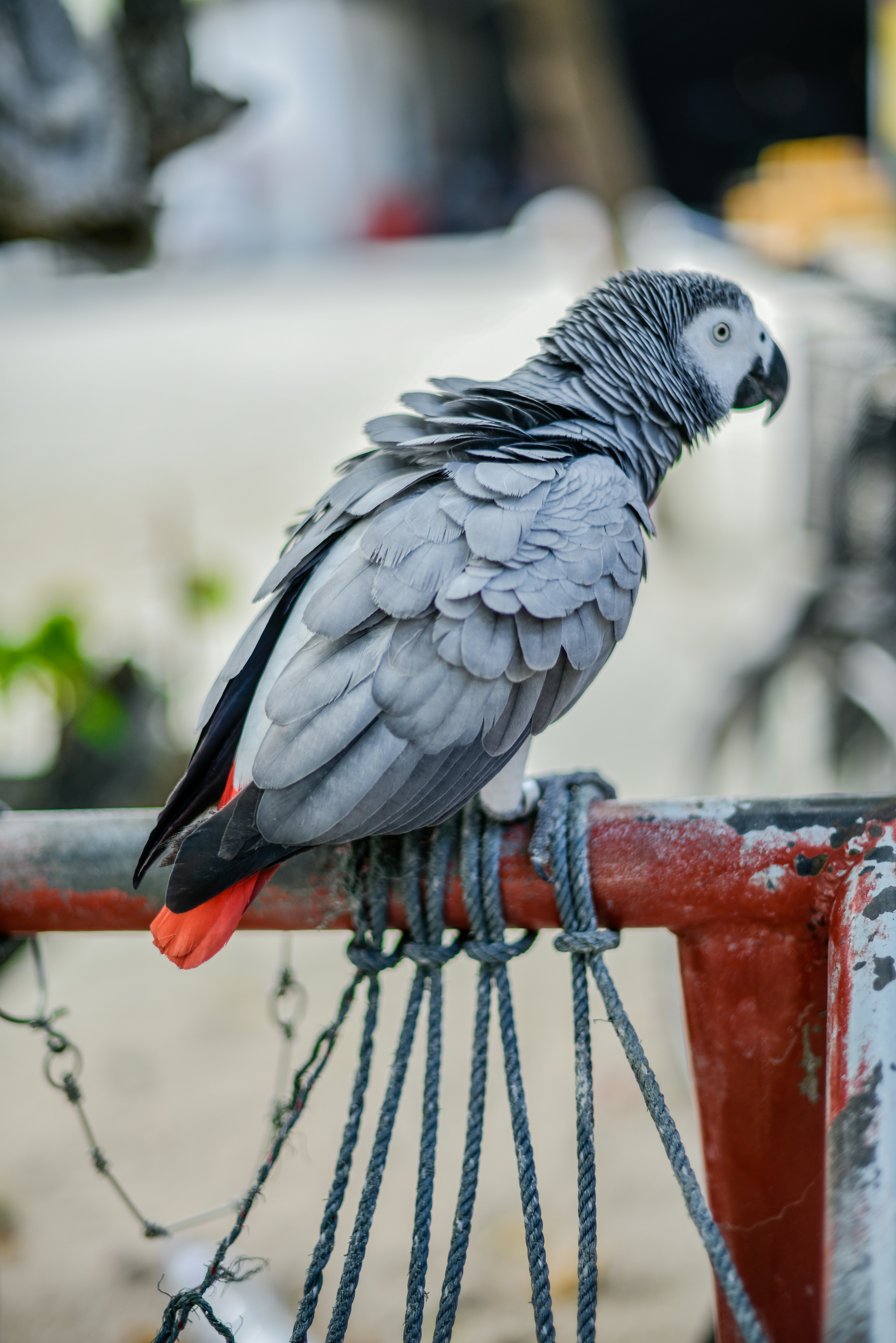 African Grey Parrot Perched On Railing