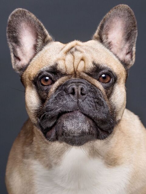 Close-up Portrait of a French Bulldog