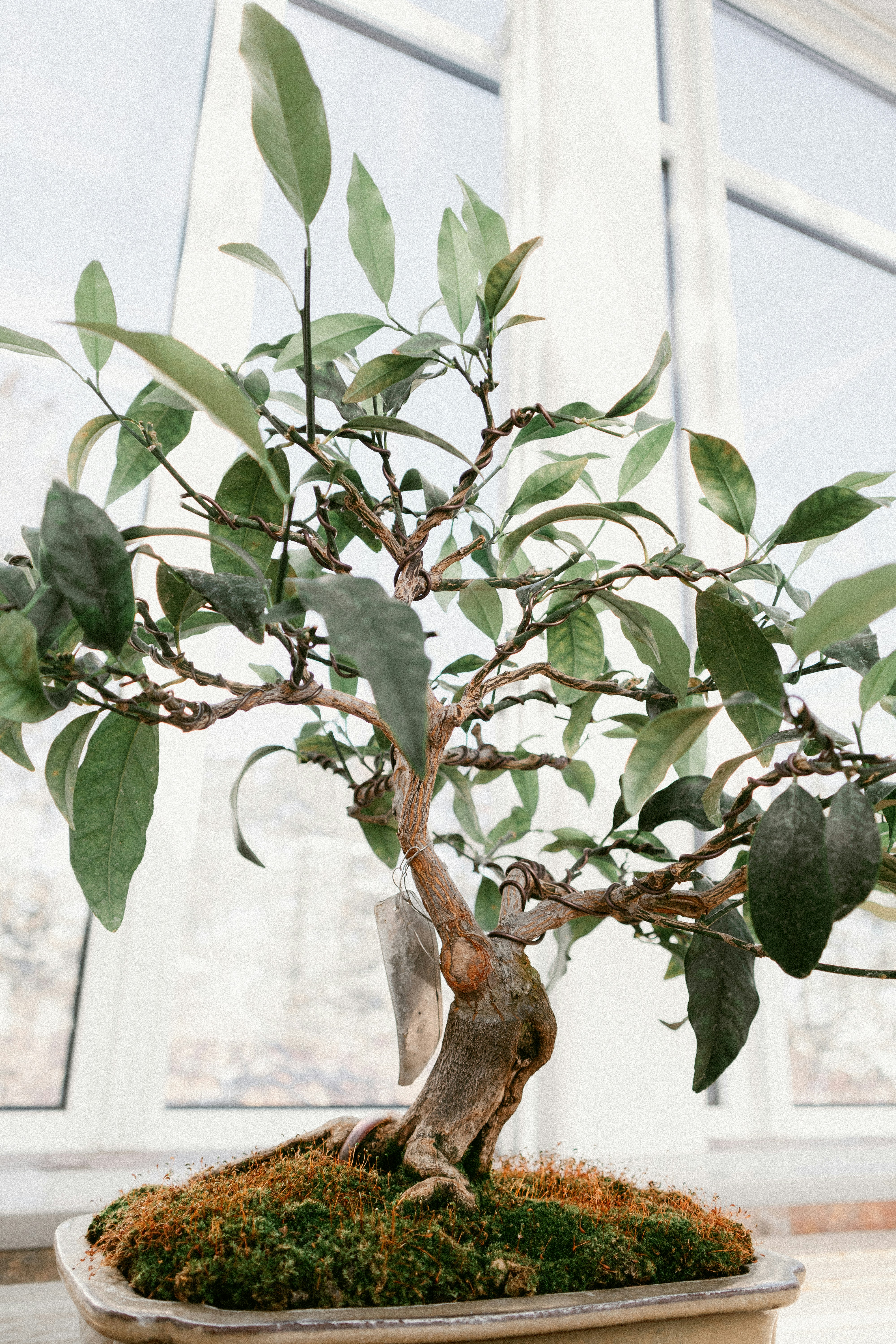 Potted Bonsai by Window