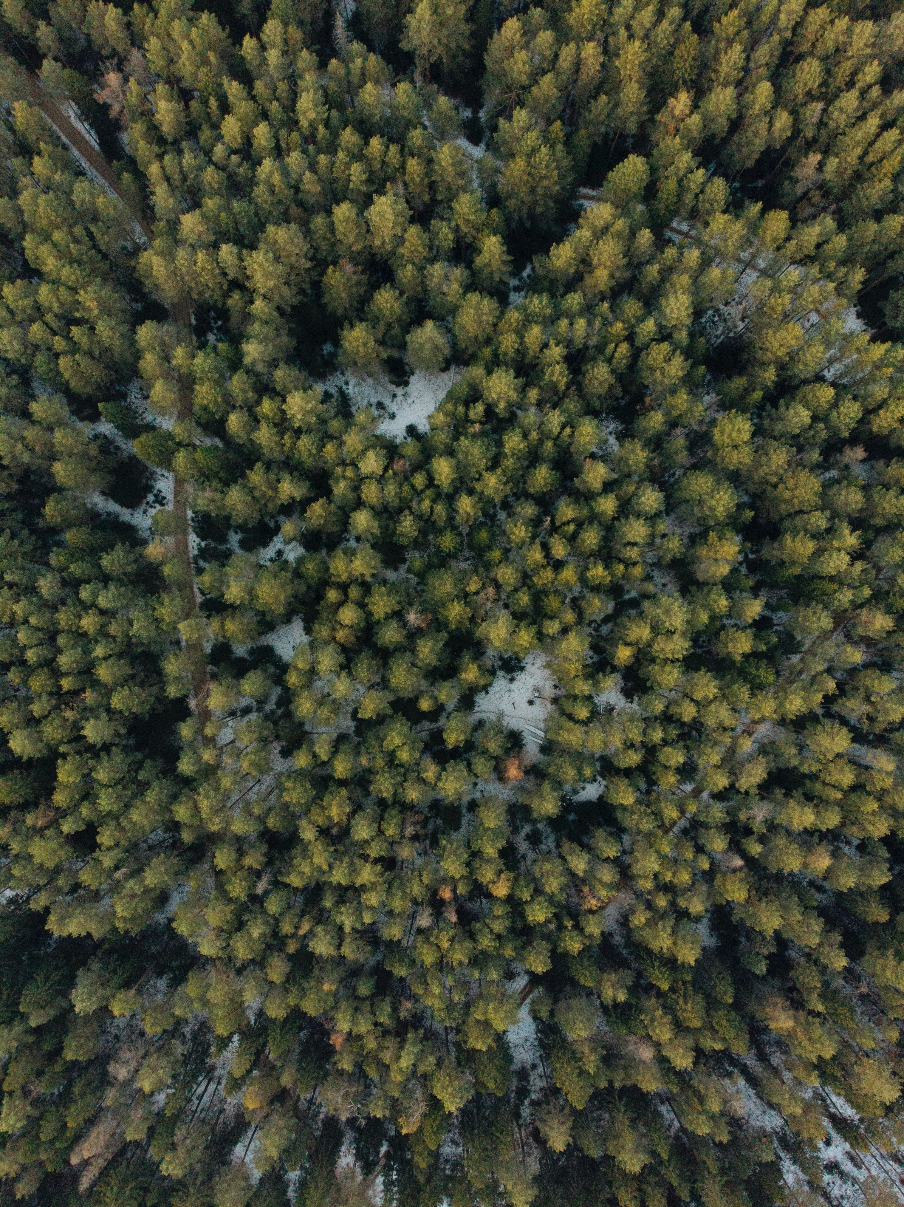 Aerial View of Winter Pine Forest