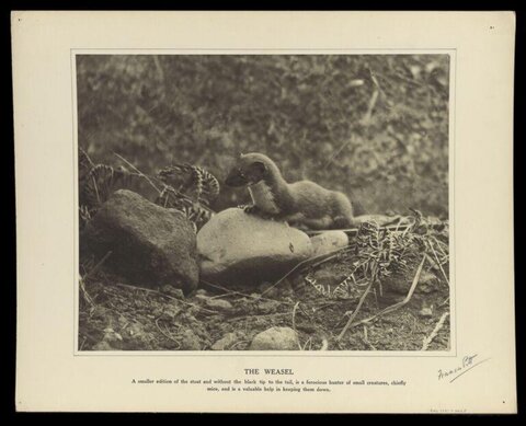 Vintage Photo of a Weasel