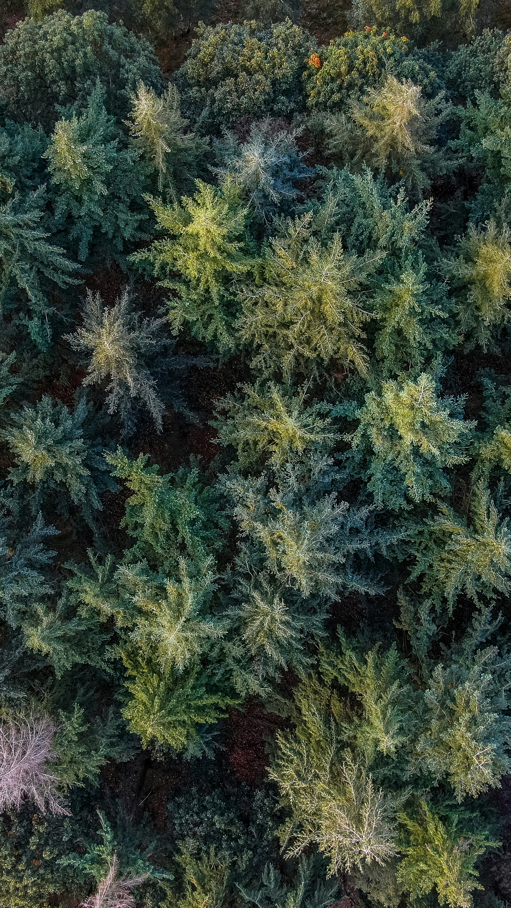Wallpapers