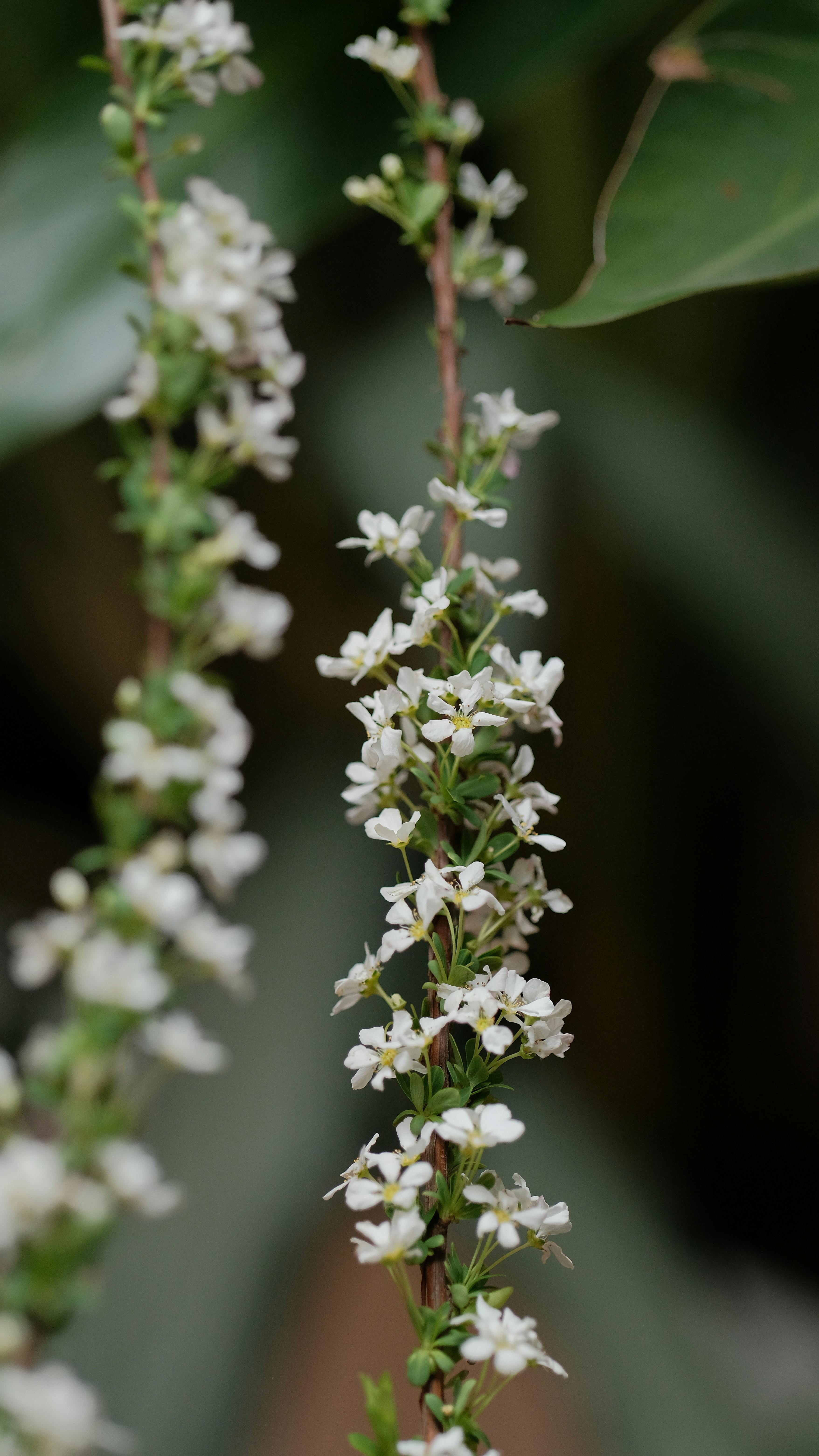 Small White Flowers on Vertical Stems