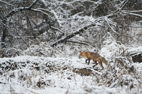 Red Fox in Snowy Woodland