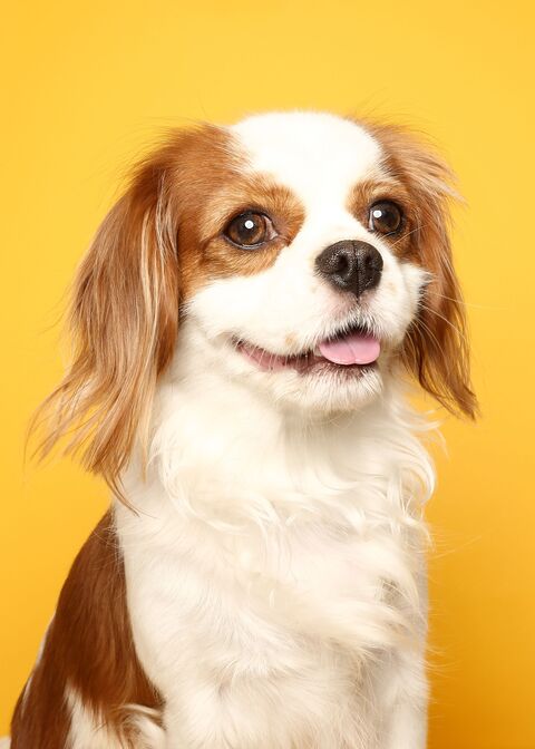 Cavalier King Charles Spaniel Portrait