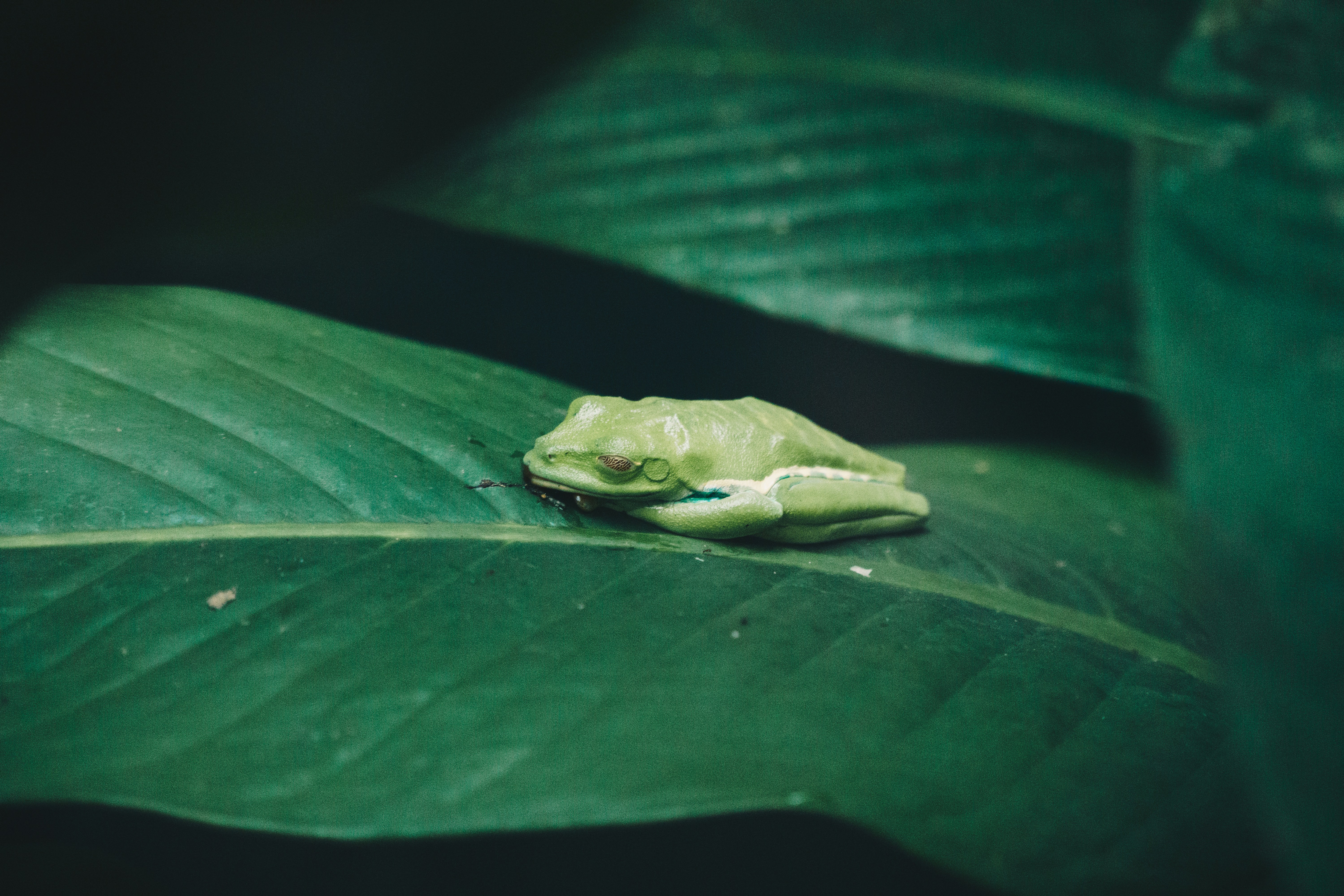 Green Tree Frog Resting on Leaf