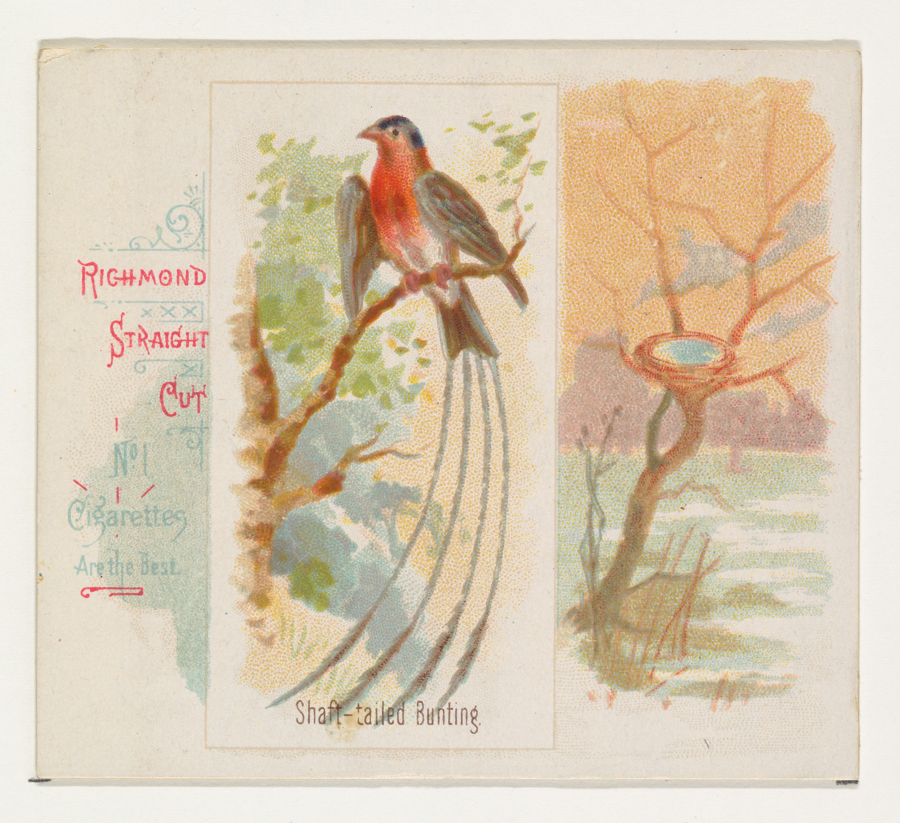 Shaft-tailed Bunting Vintage Cigarette Card