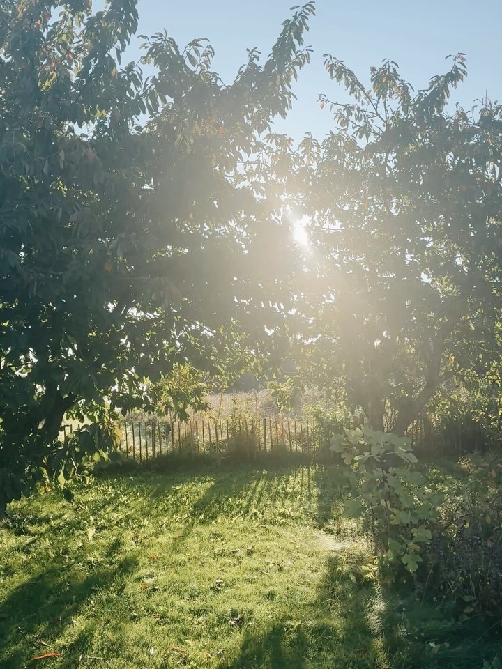 Sunny Morning Backyard Garden