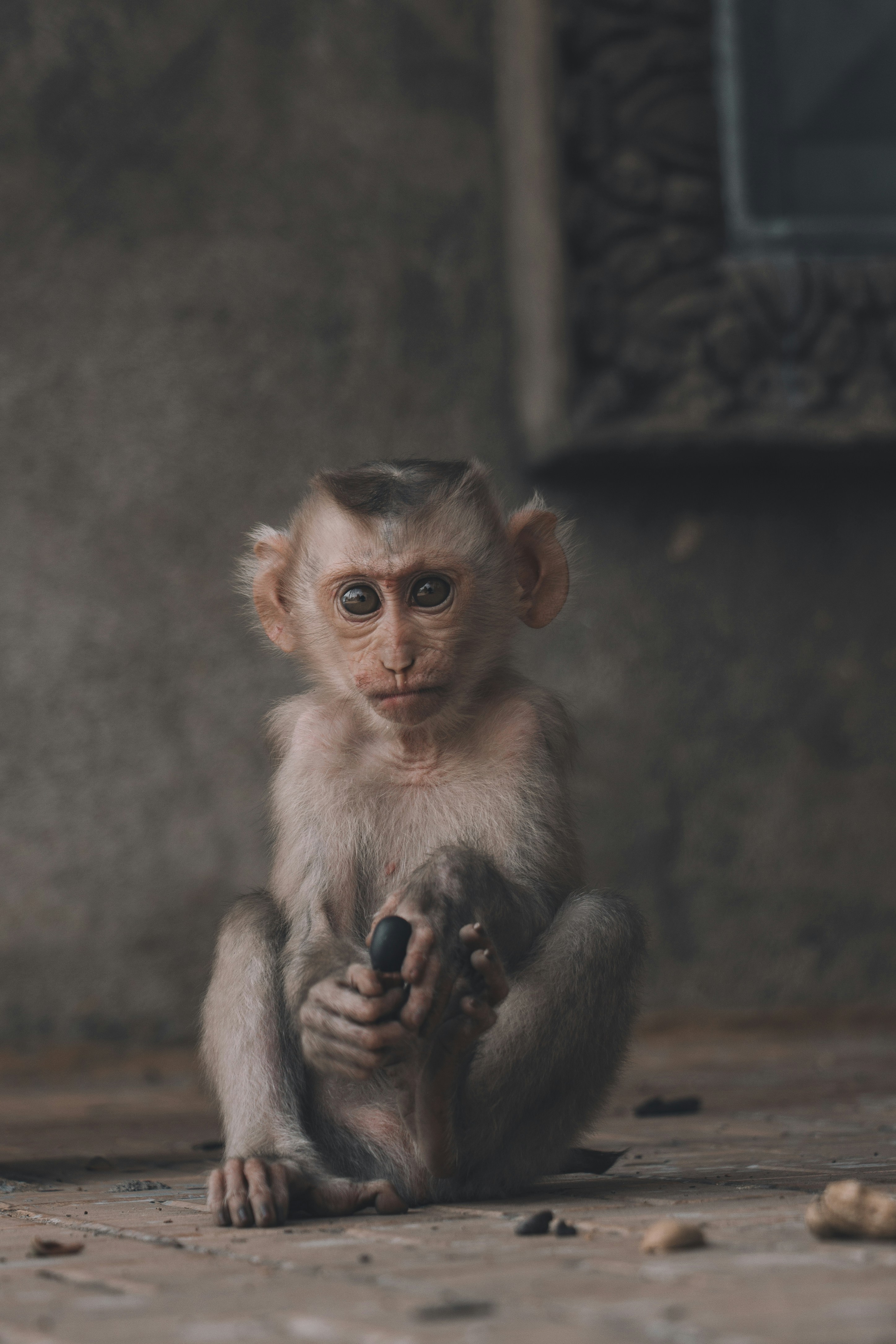 Baby Monkey Holding a Seed