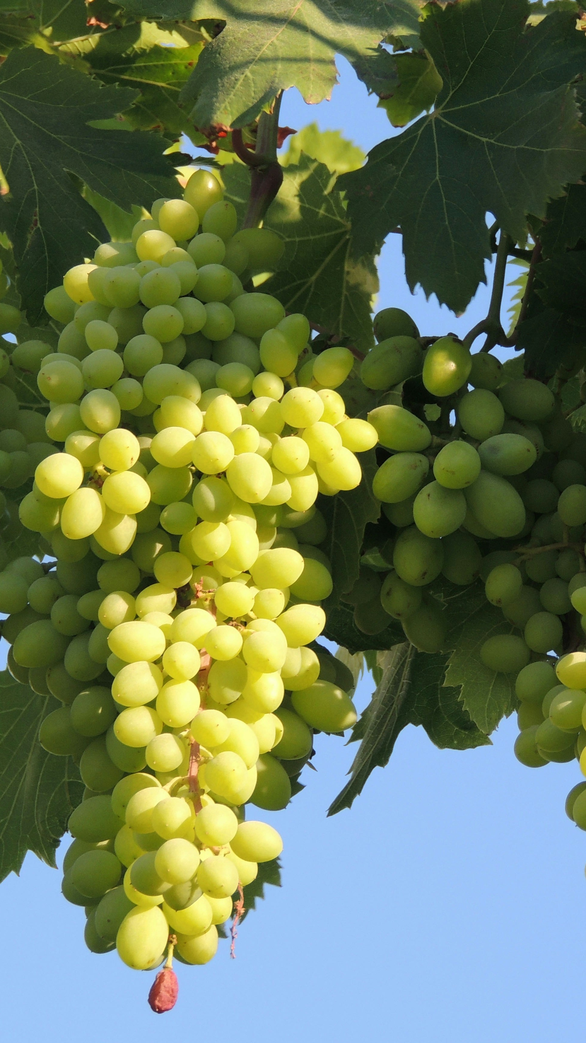 Green Grapes Hanging on Vine