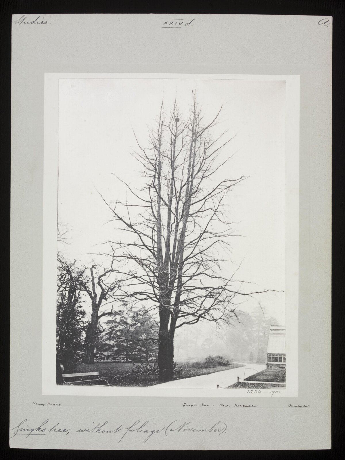 Leafless Ginkgo Tree at Kew