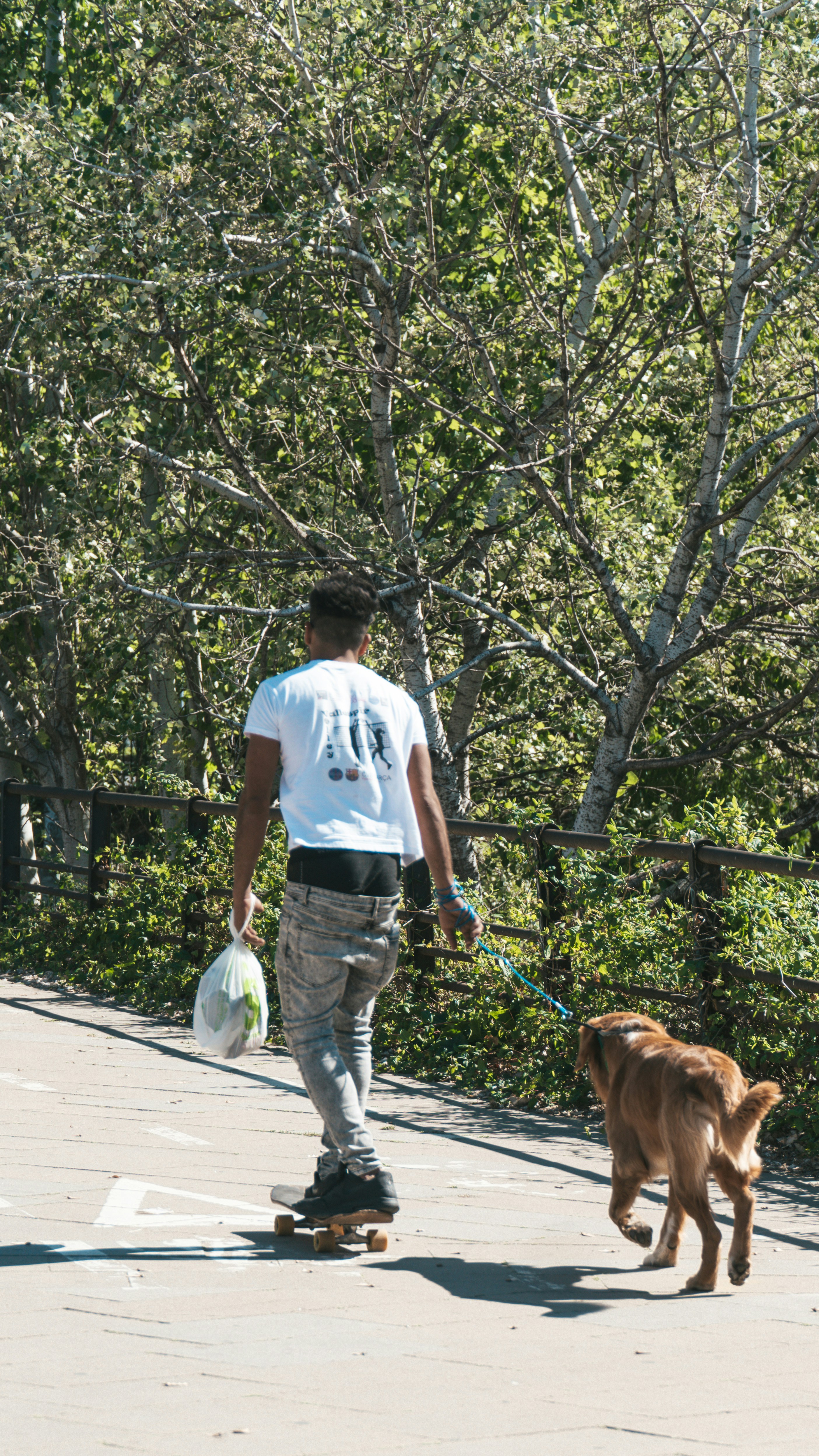 Skateboarding Man Walking a Dog