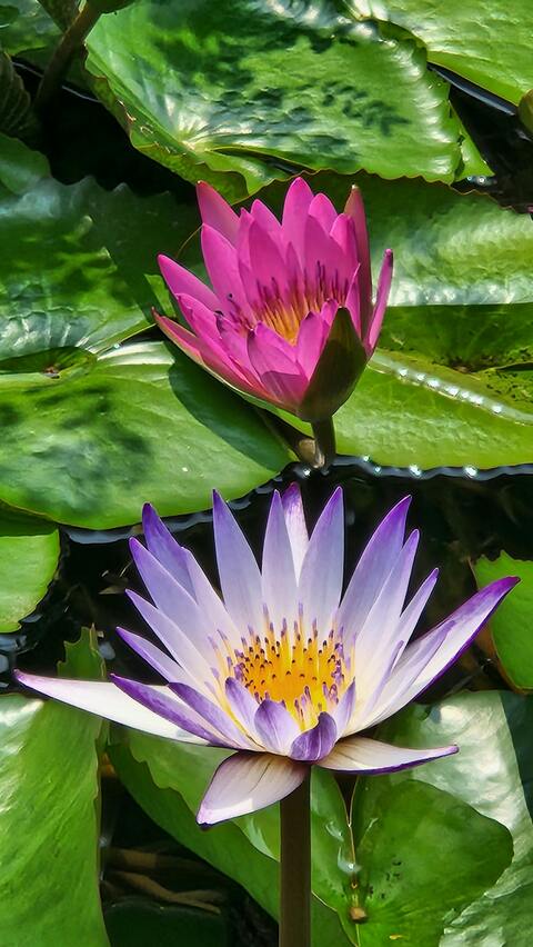 Two Blooming Water Lilies