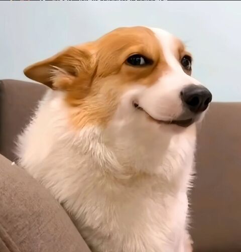 Smiling Corgi on Couch