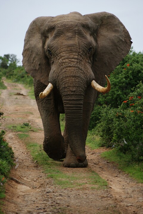 African Elephant Walking on Dirt Path