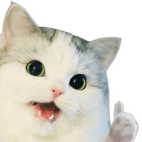 Surprised Cat Giving Thumbs Up
