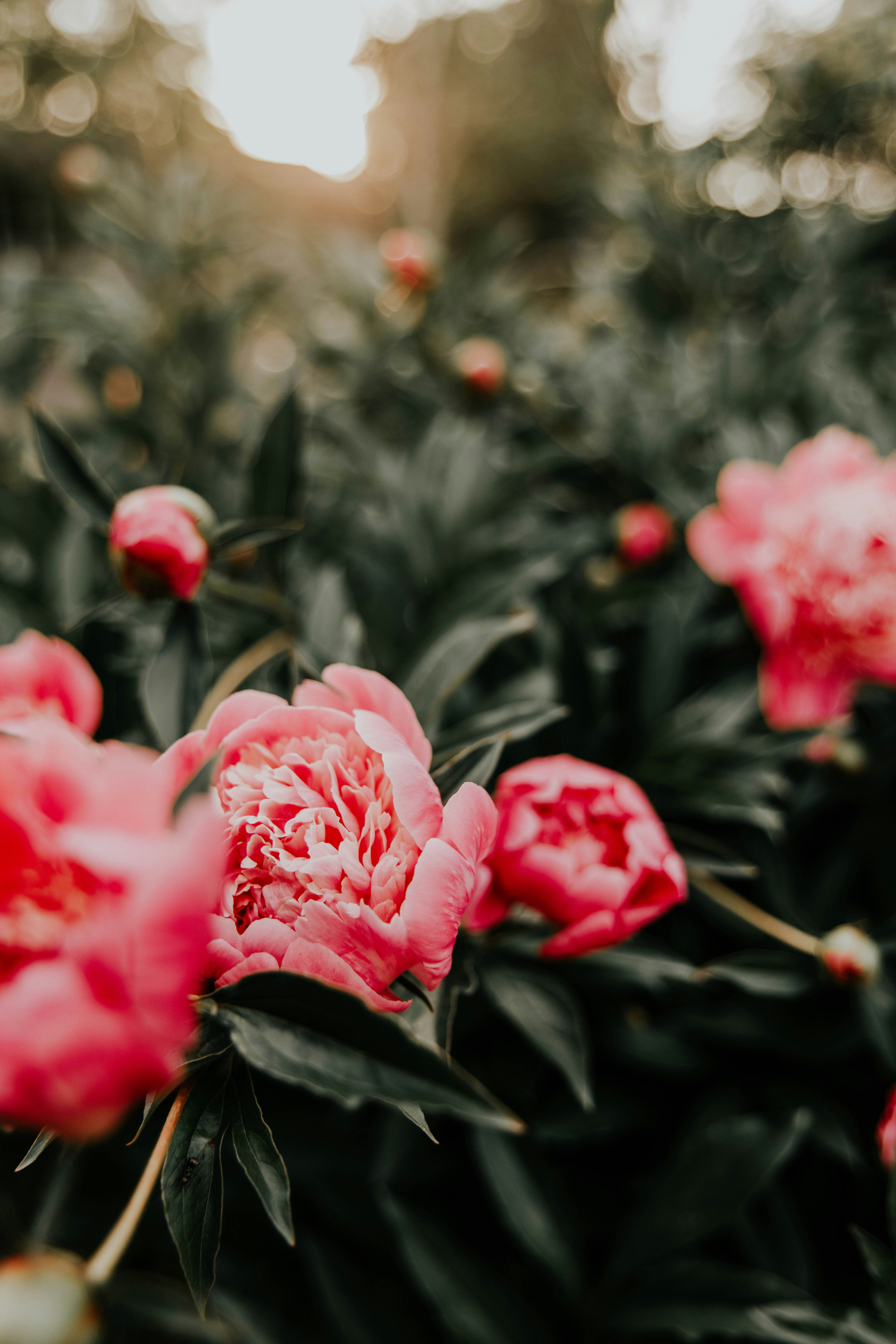 Pink Peonies at Sunset